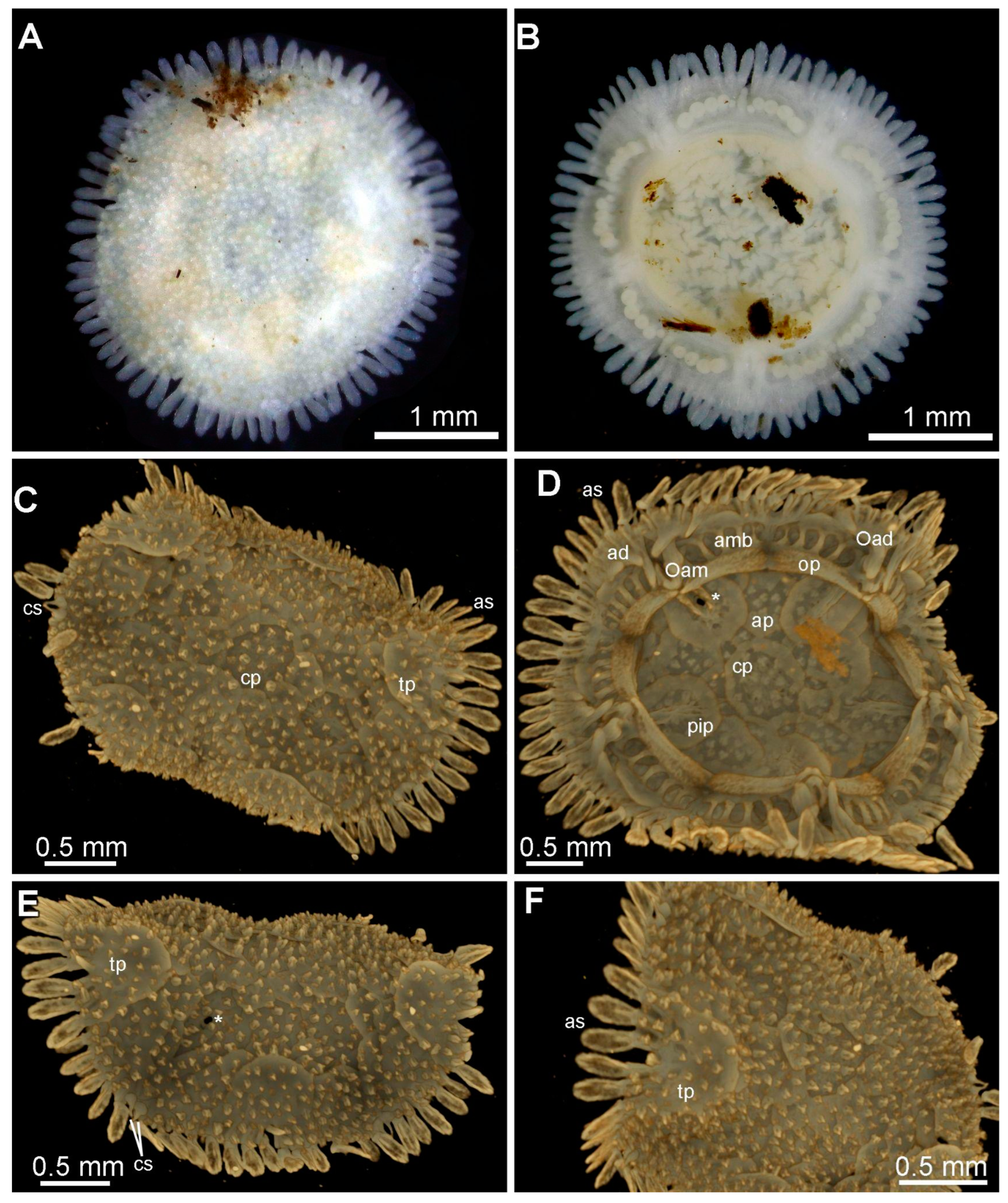 Diversity 15 01212 g008