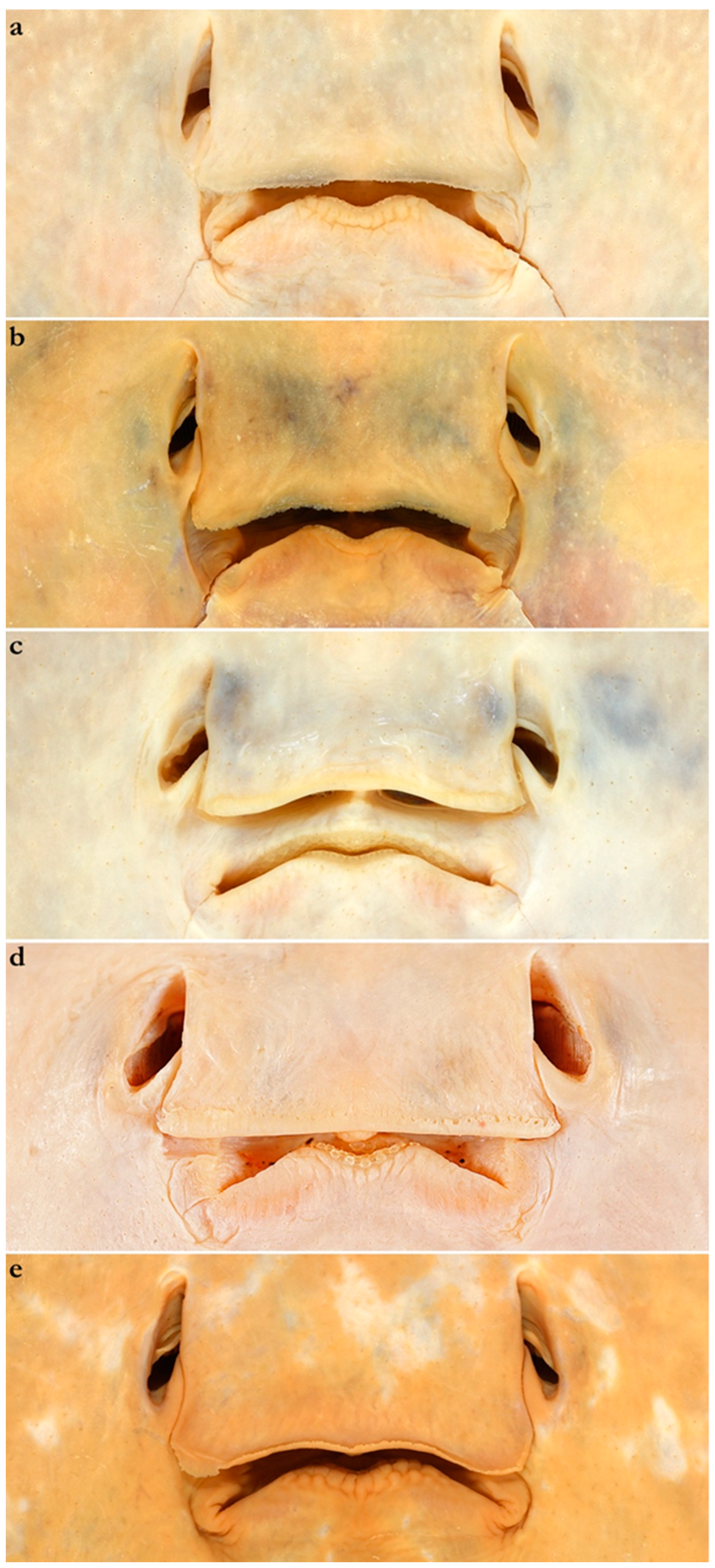 Diversity 15 01213 g002