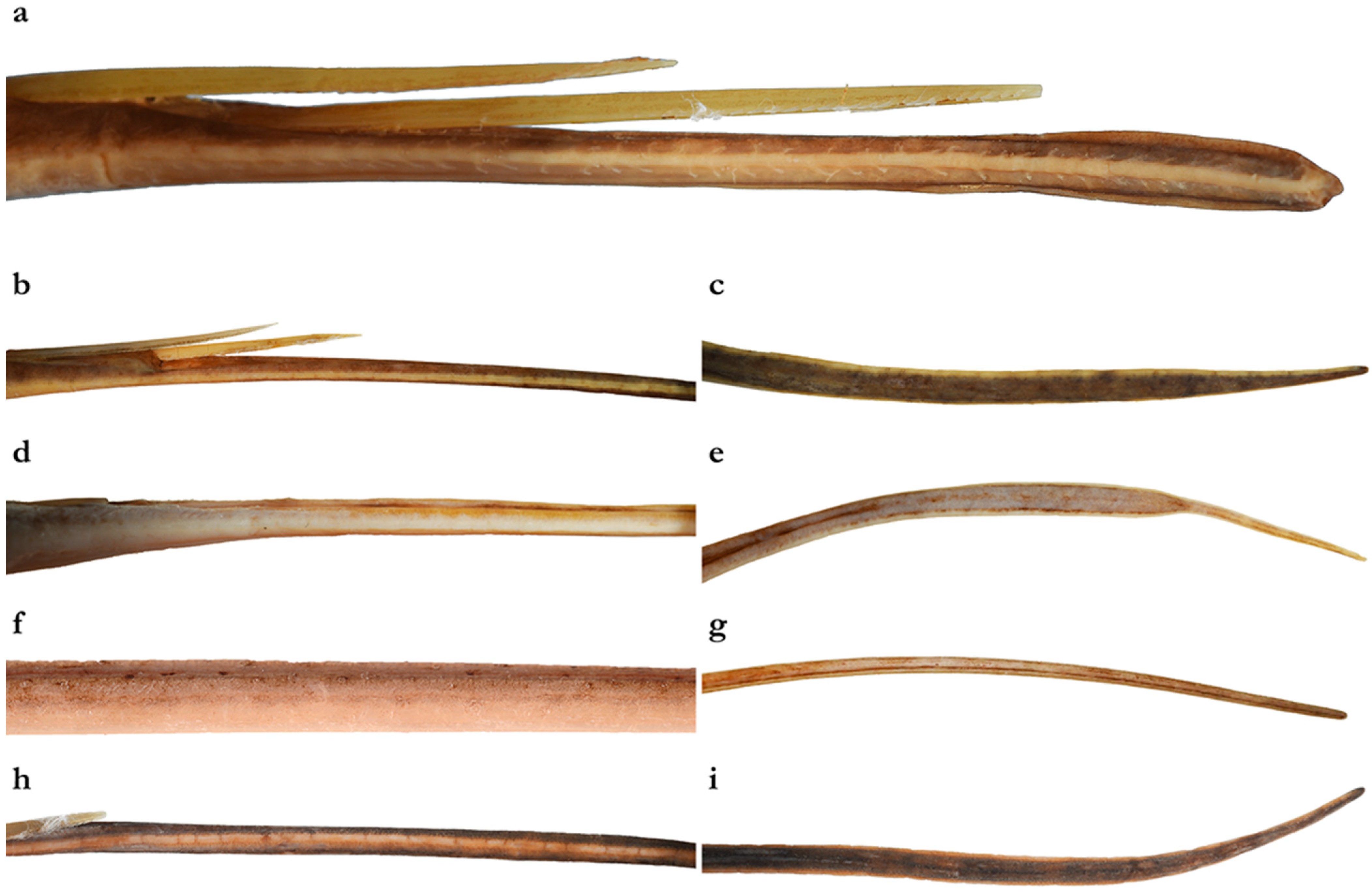 Diversity 15 01213 g003