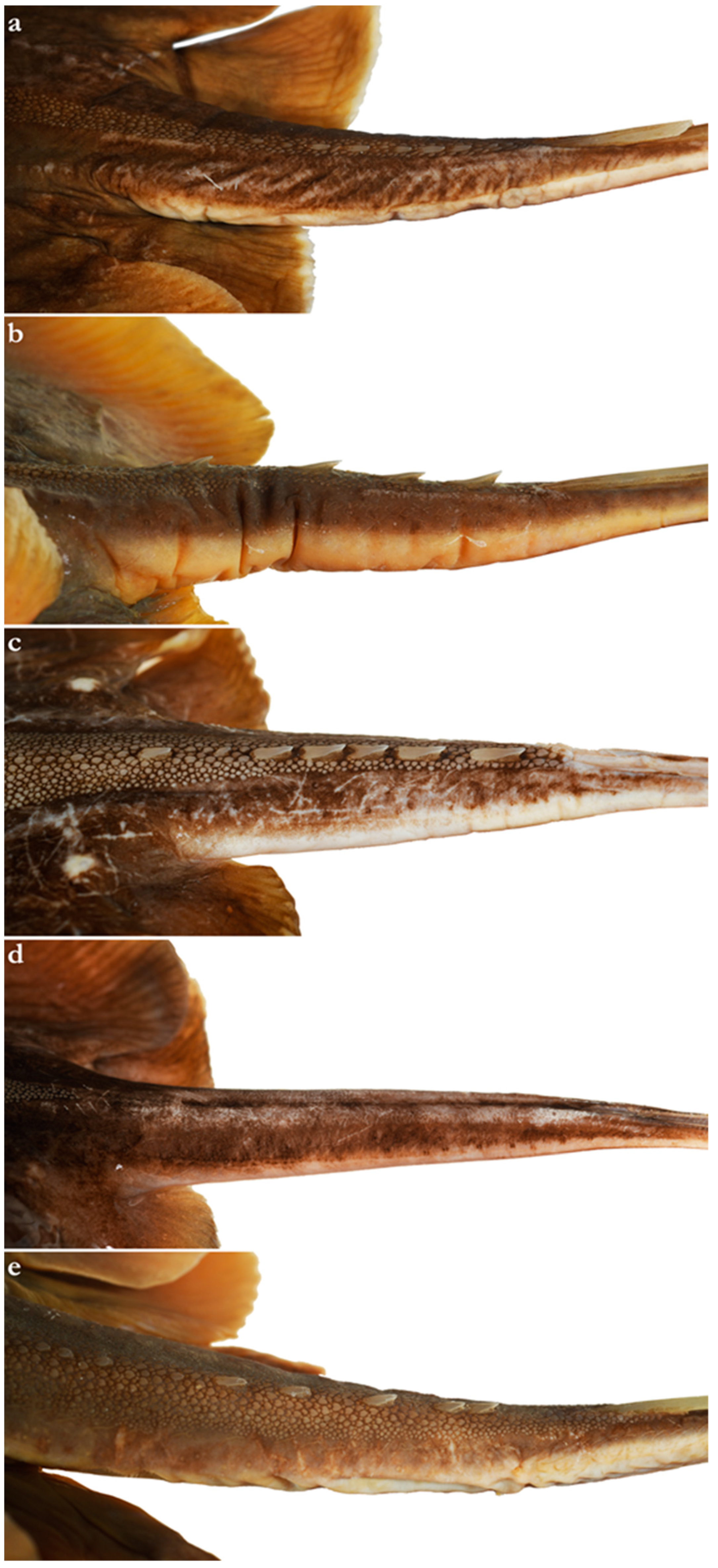 Diversity 15 01213 g005