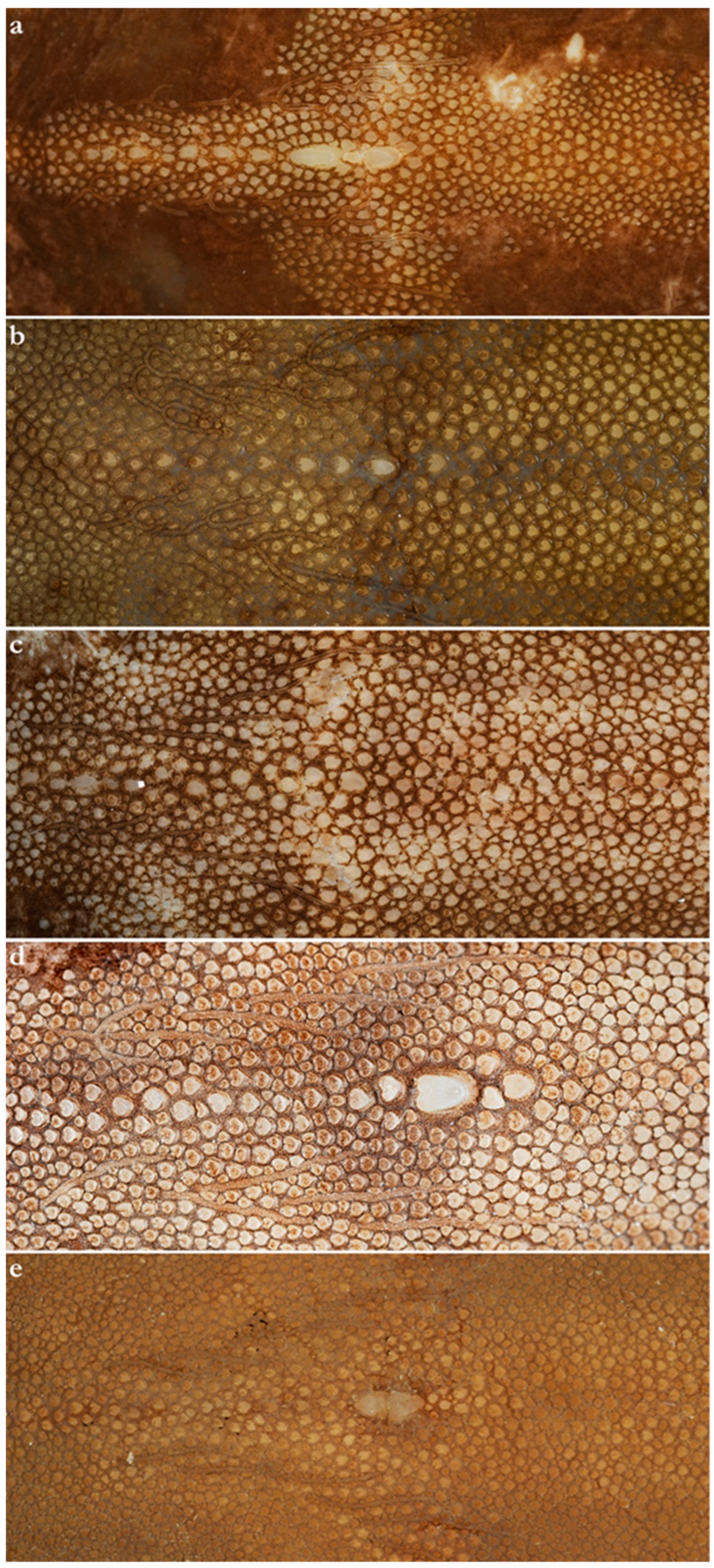 Diversity 15 01213 g006