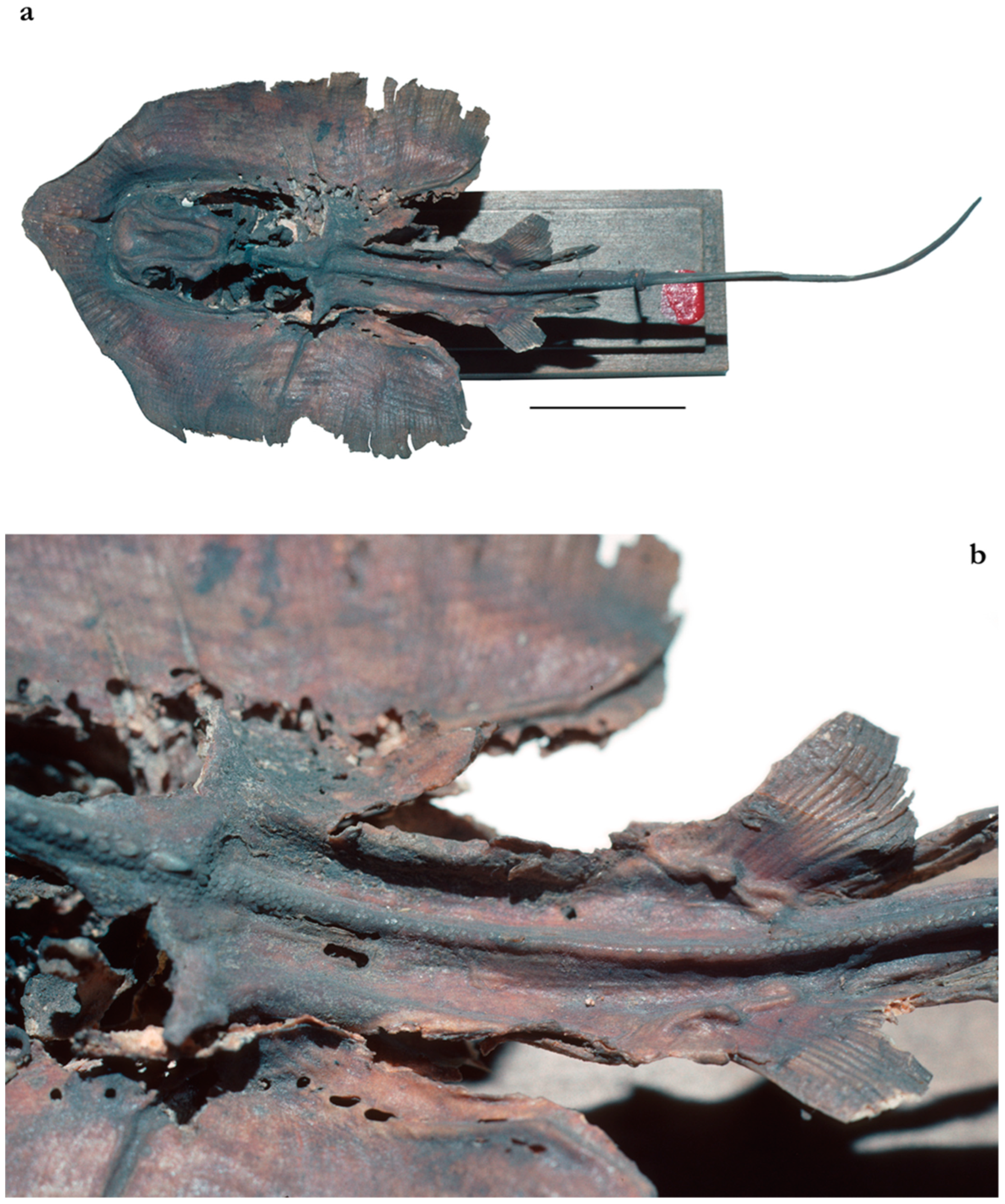 Diversity 15 01213 g007