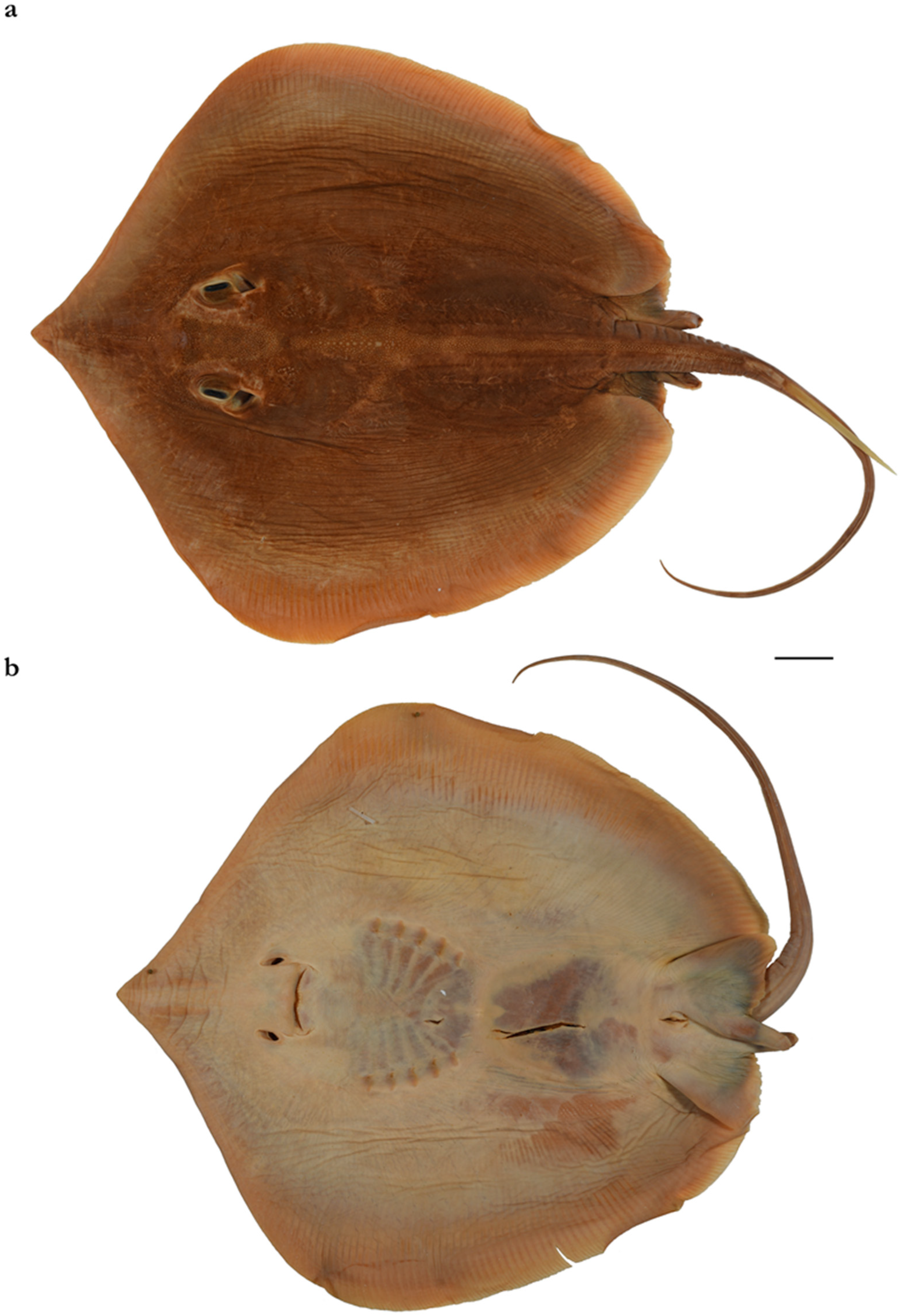 Diversity 15 01213 g010