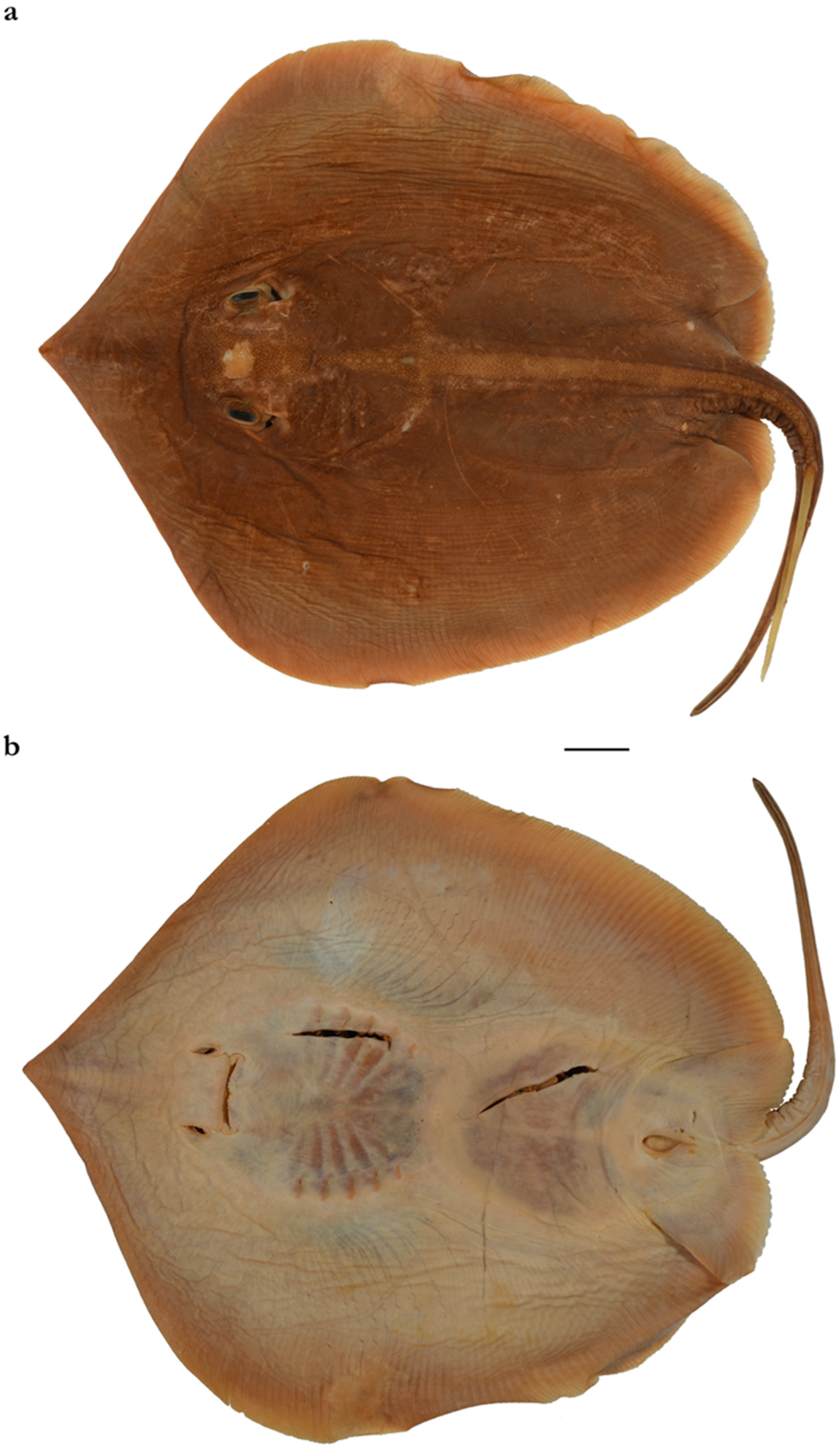 Diversity 15 01213 g011