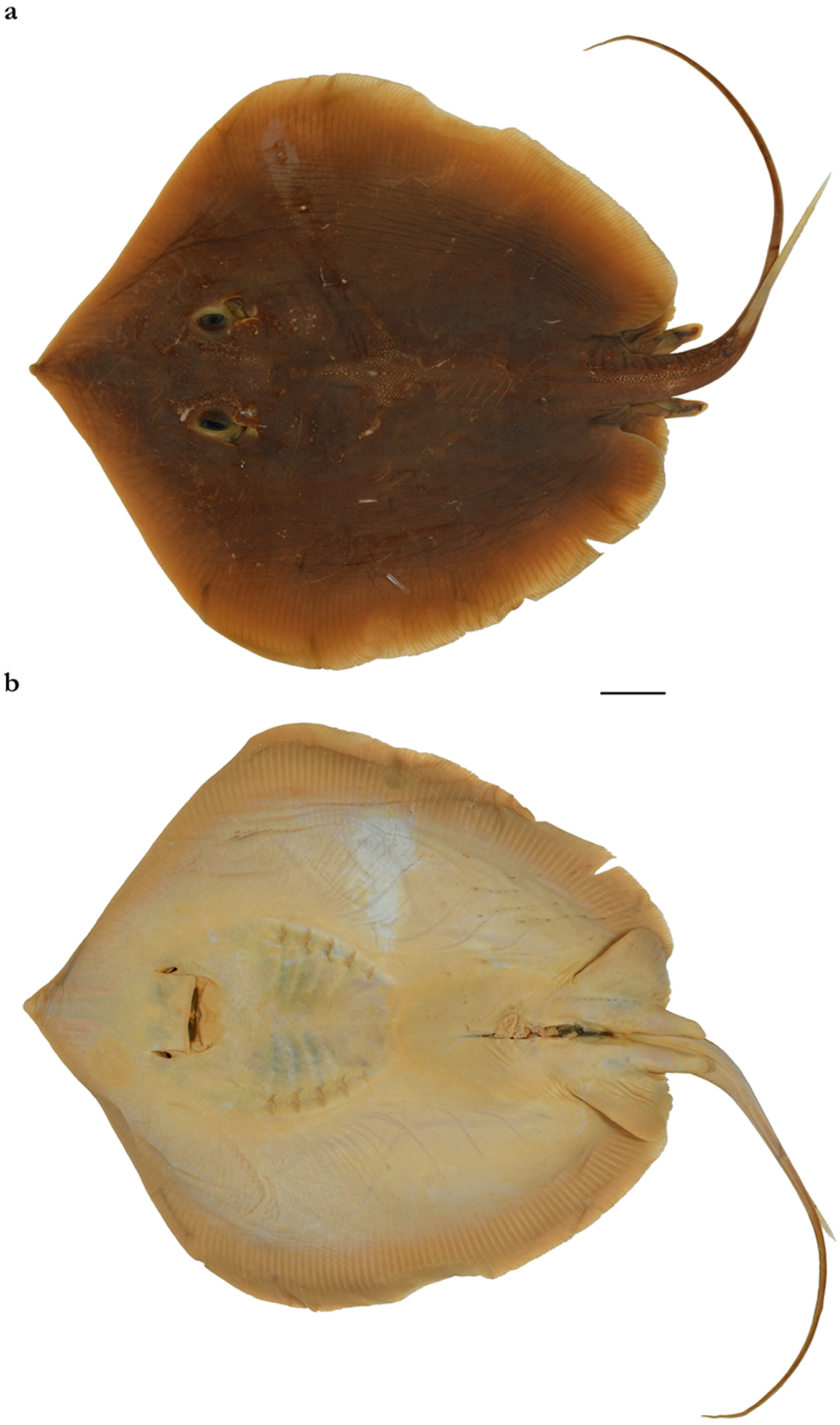 Diversity 15 01213 g015