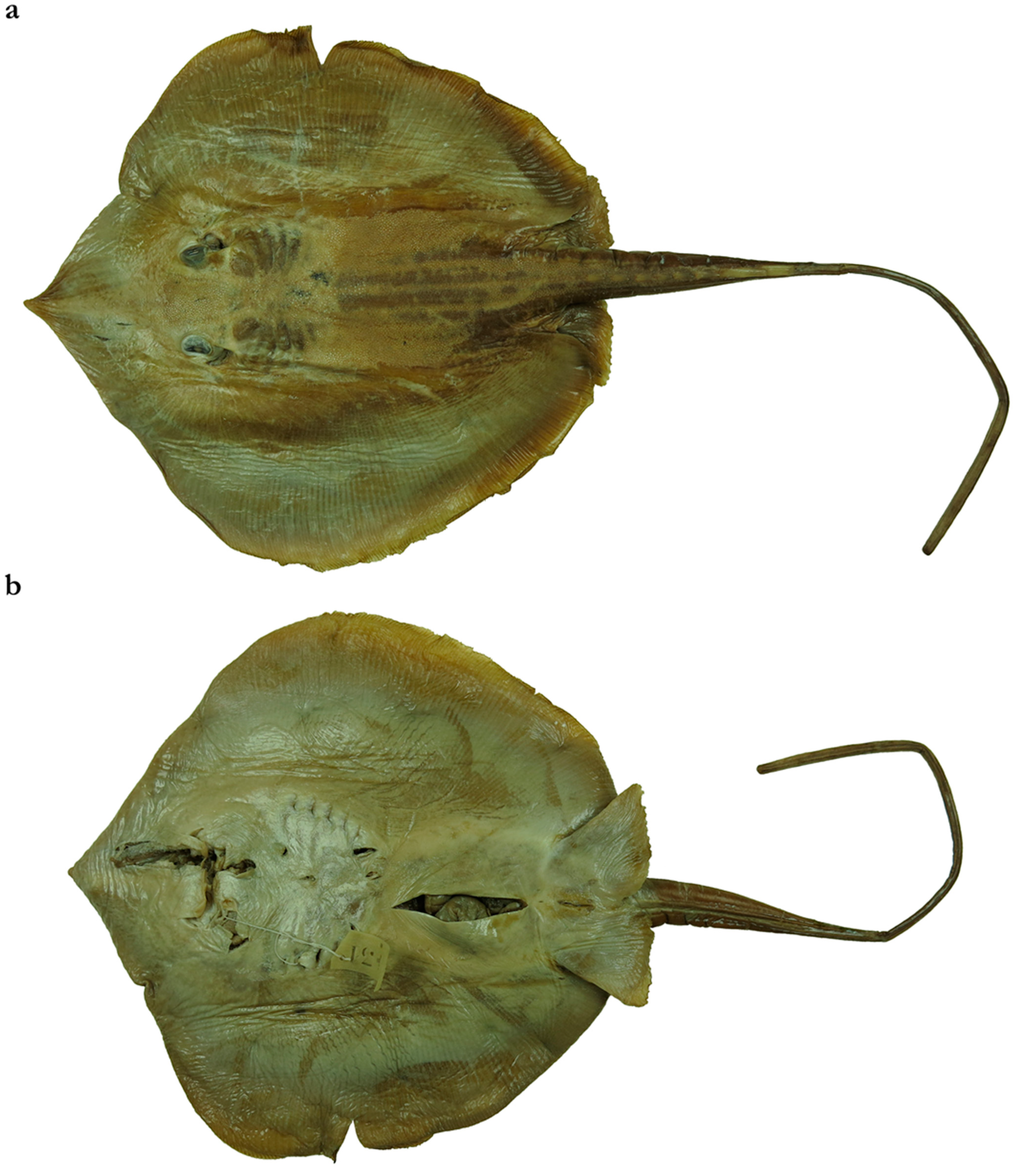 Diversity 15 01213 g016