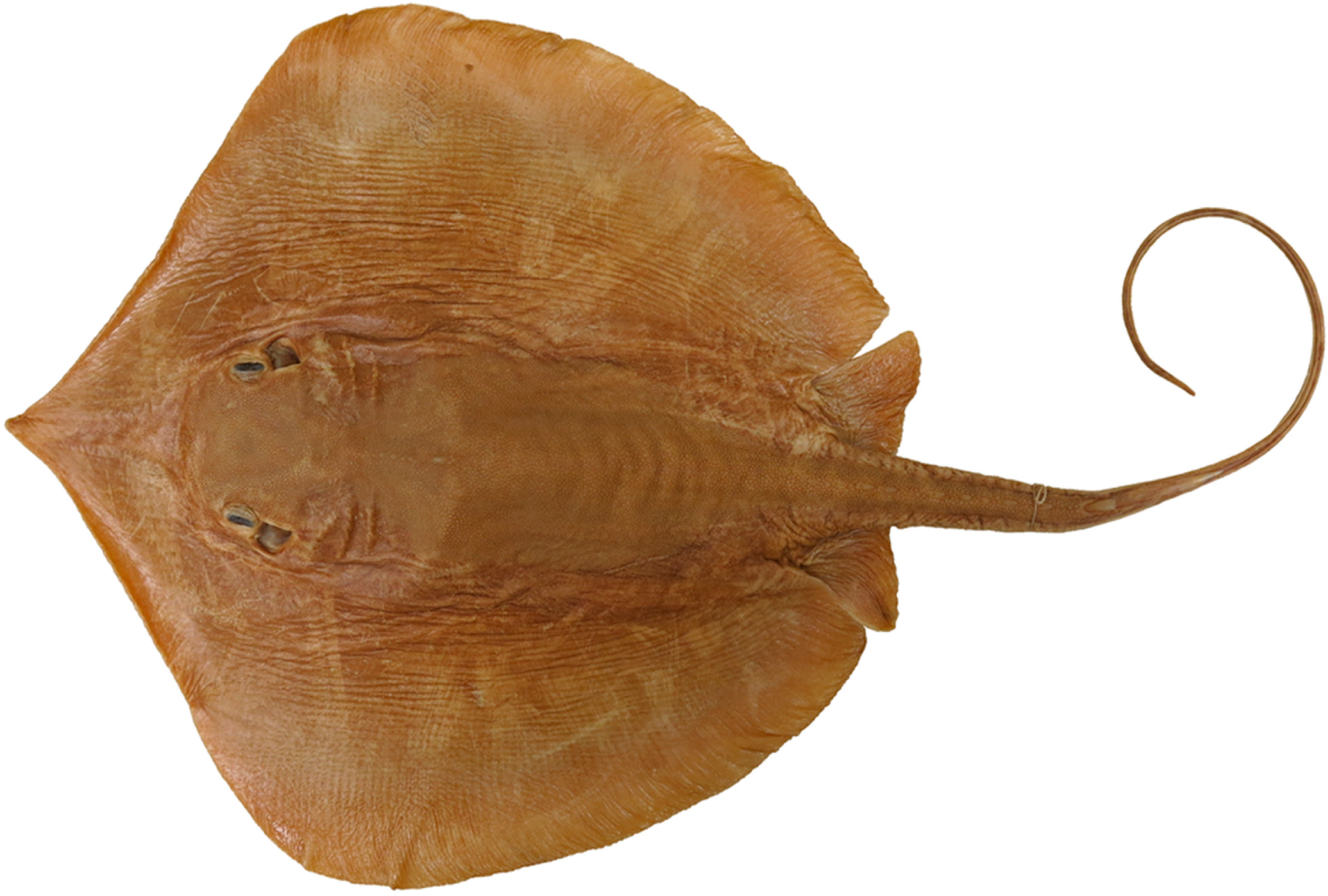 Diversity 15 01213 g017