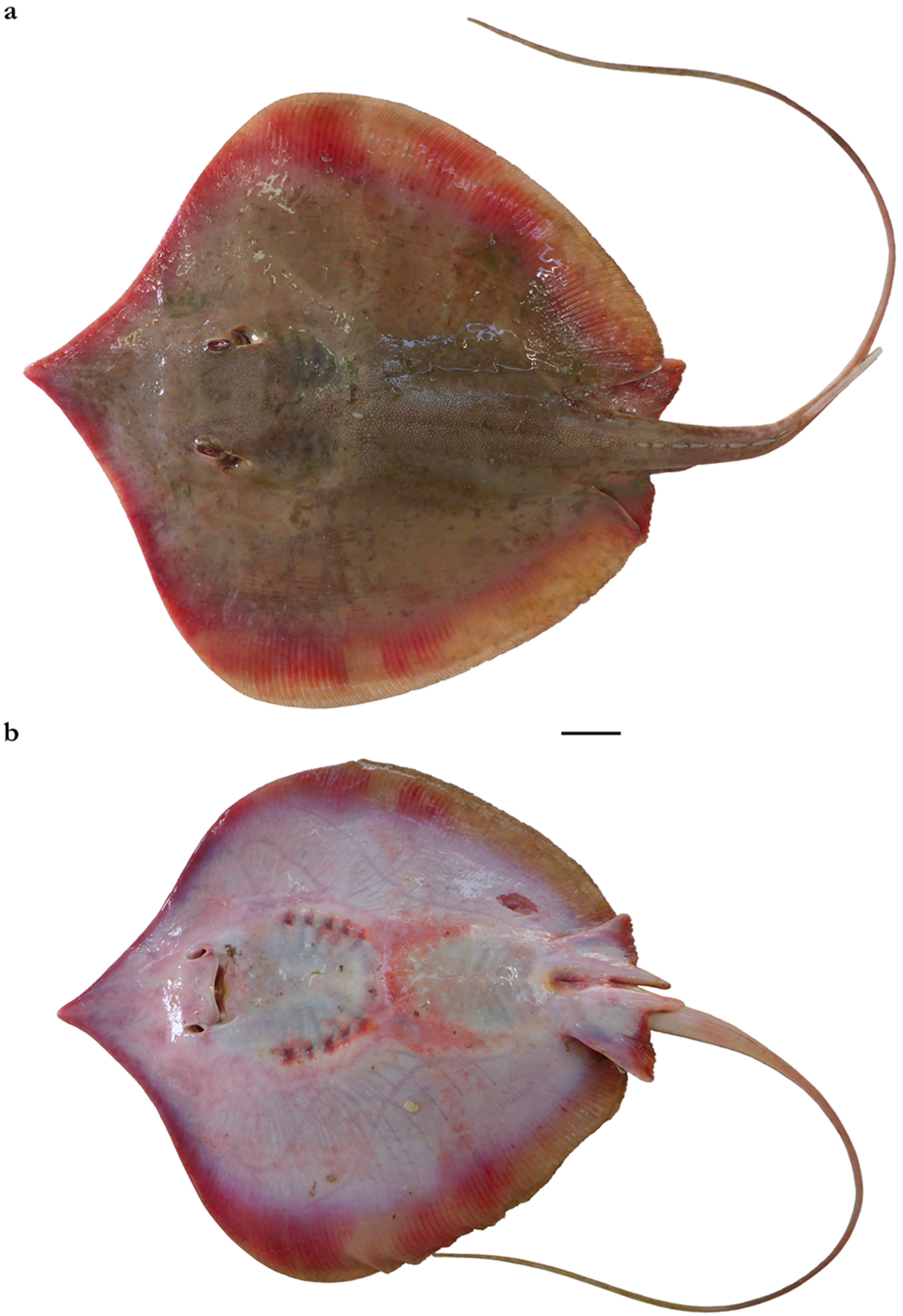 Diversity 15 01213 g019