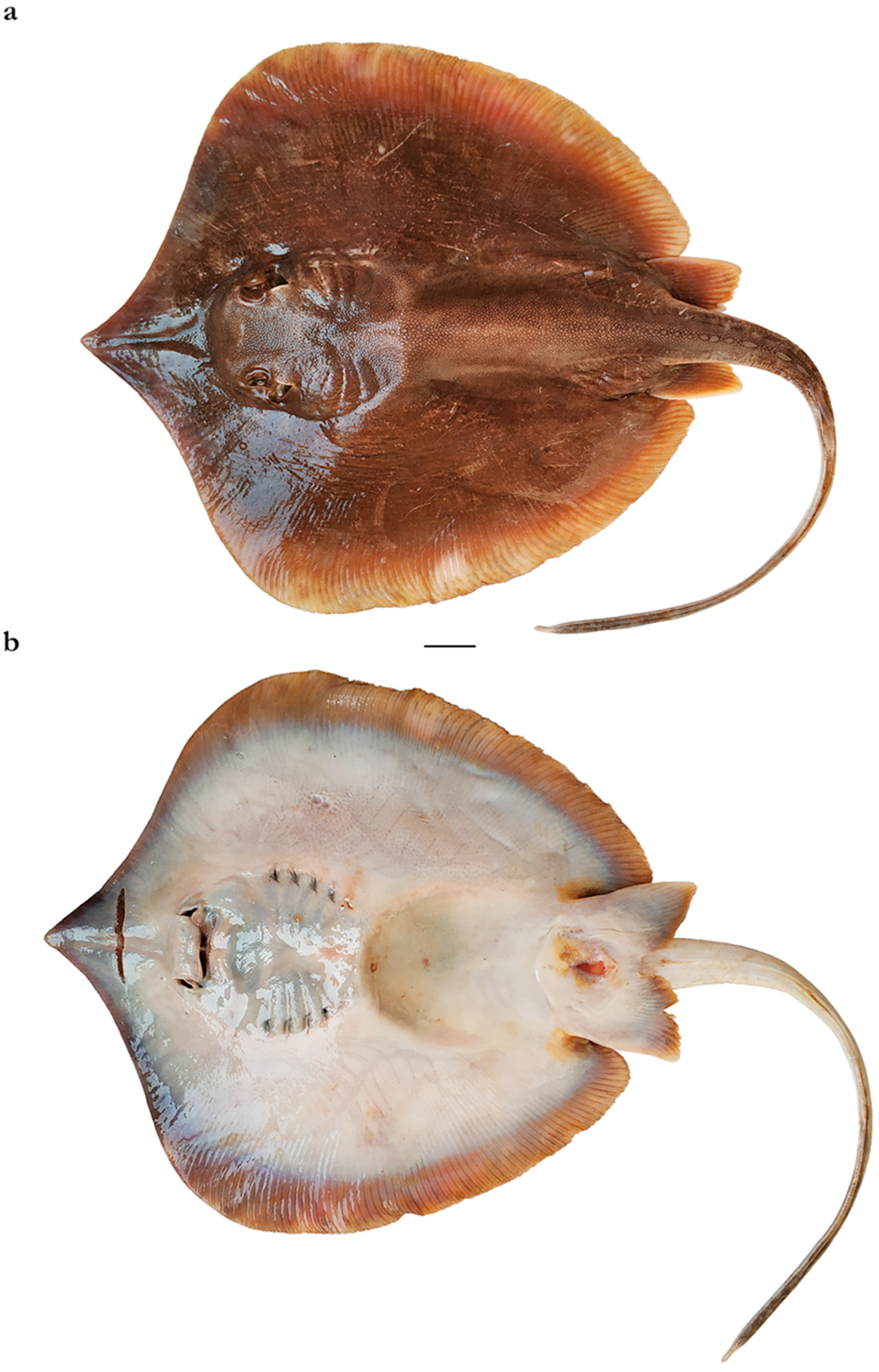 Diversity 15 01213 g020