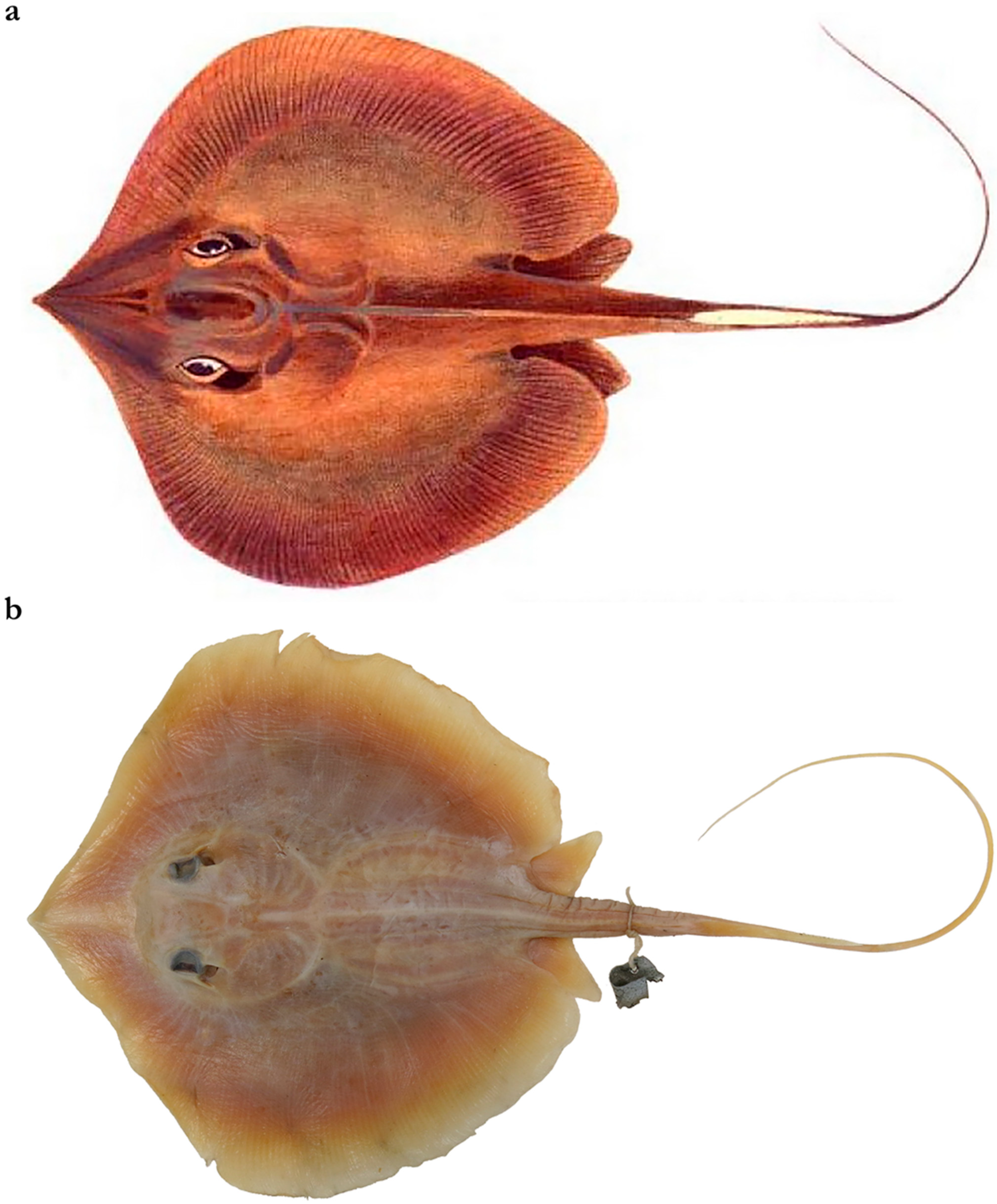 Diversity 15 01213 g021