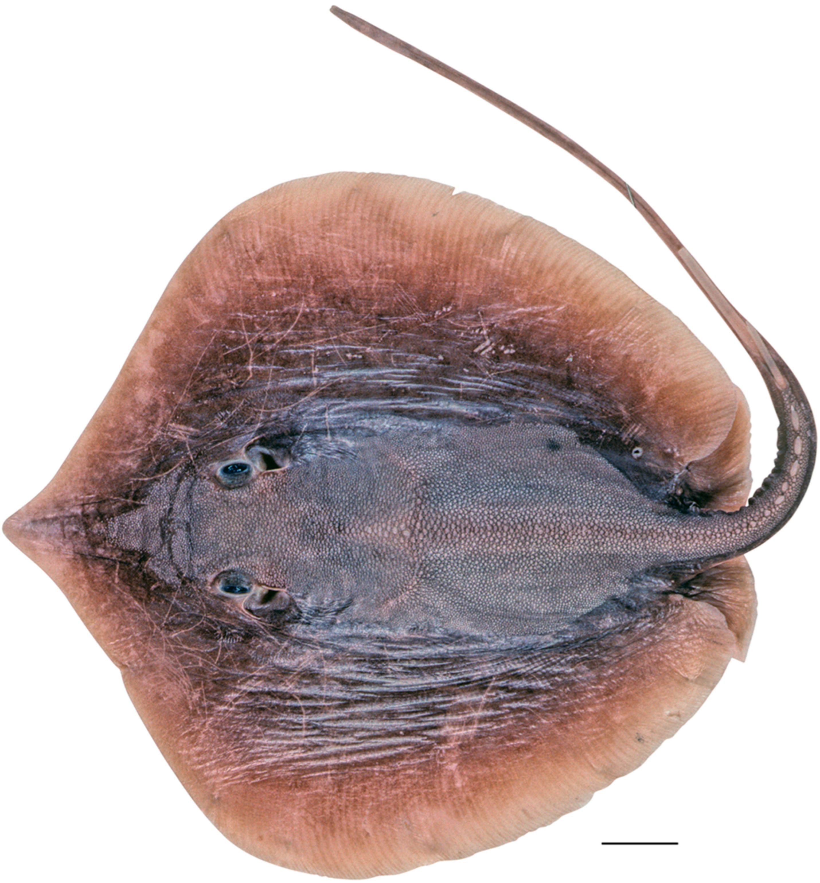 Diversity 15 01213 g022