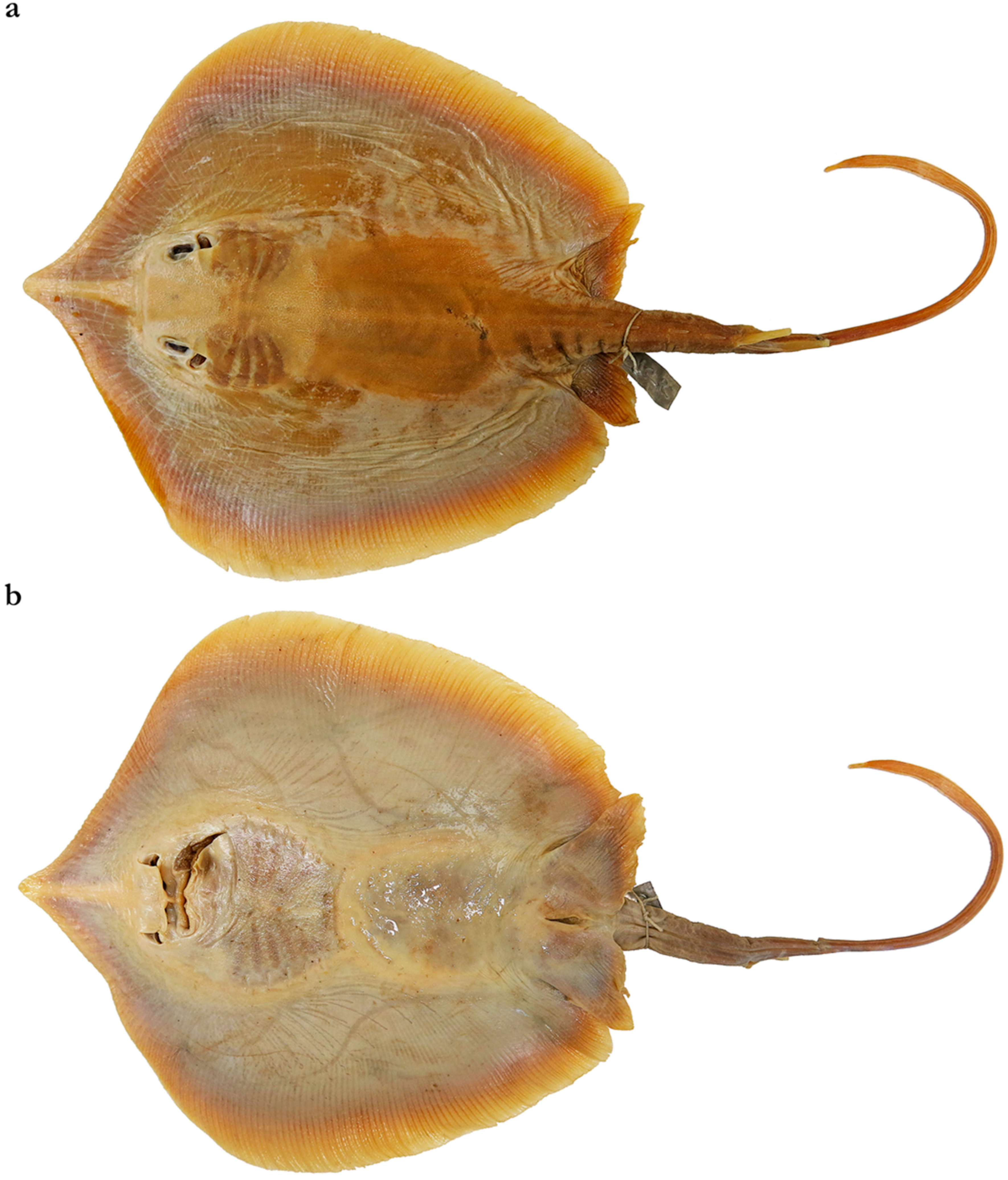 Diversity 15 01213 g023