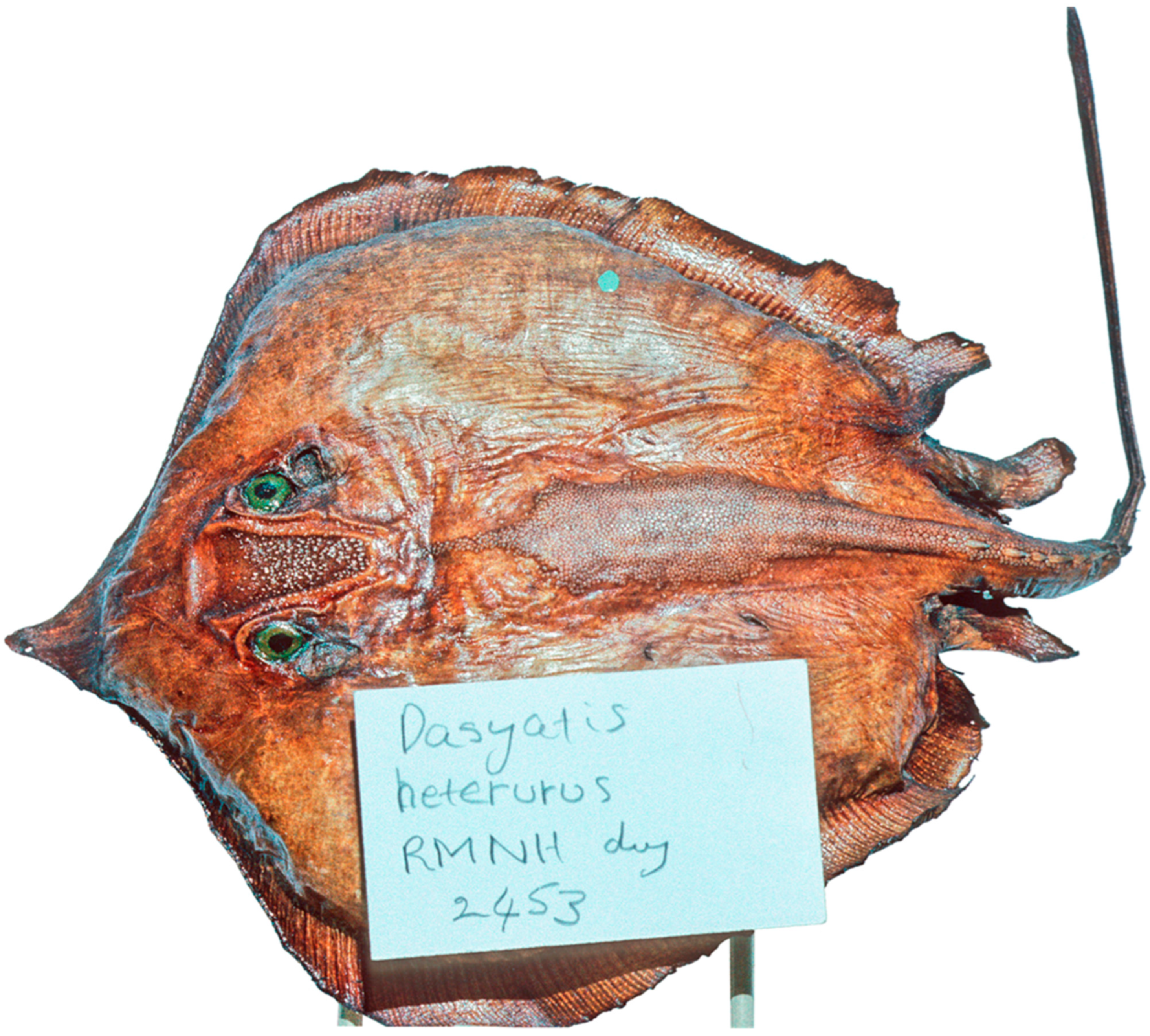 Diversity 15 01213 g024