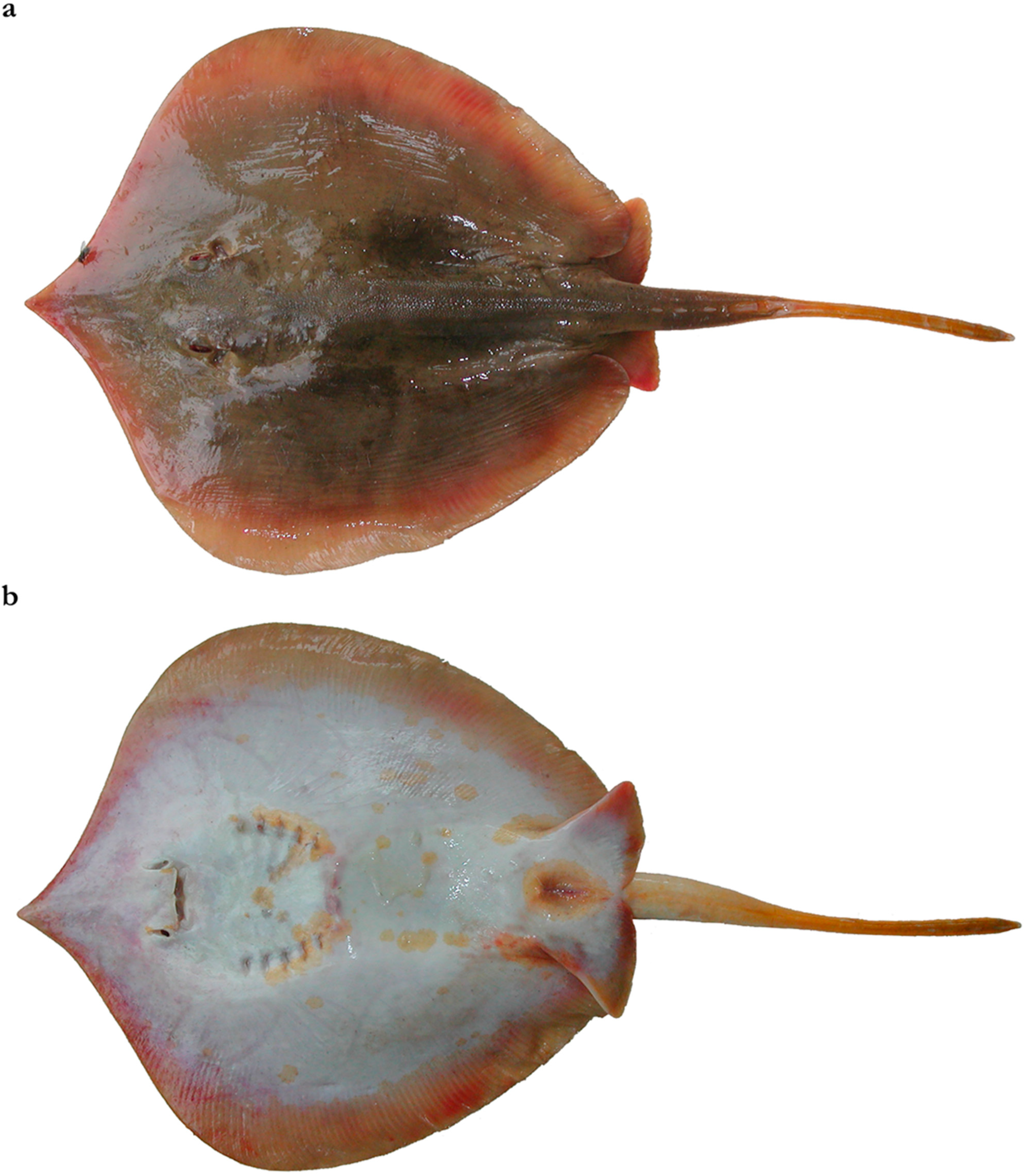 Diversity 15 01213 g026