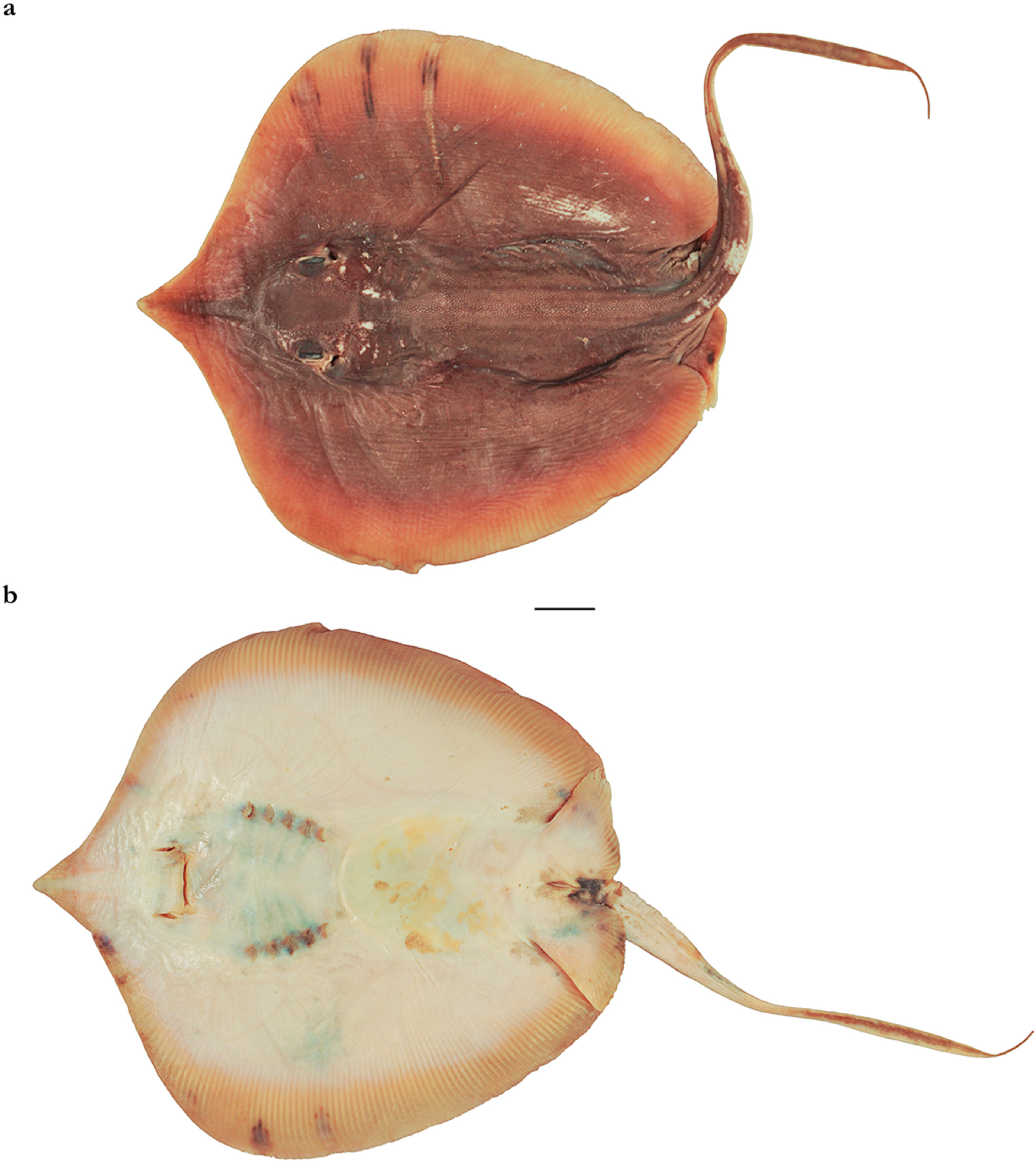 Diversity 15 01213 g028