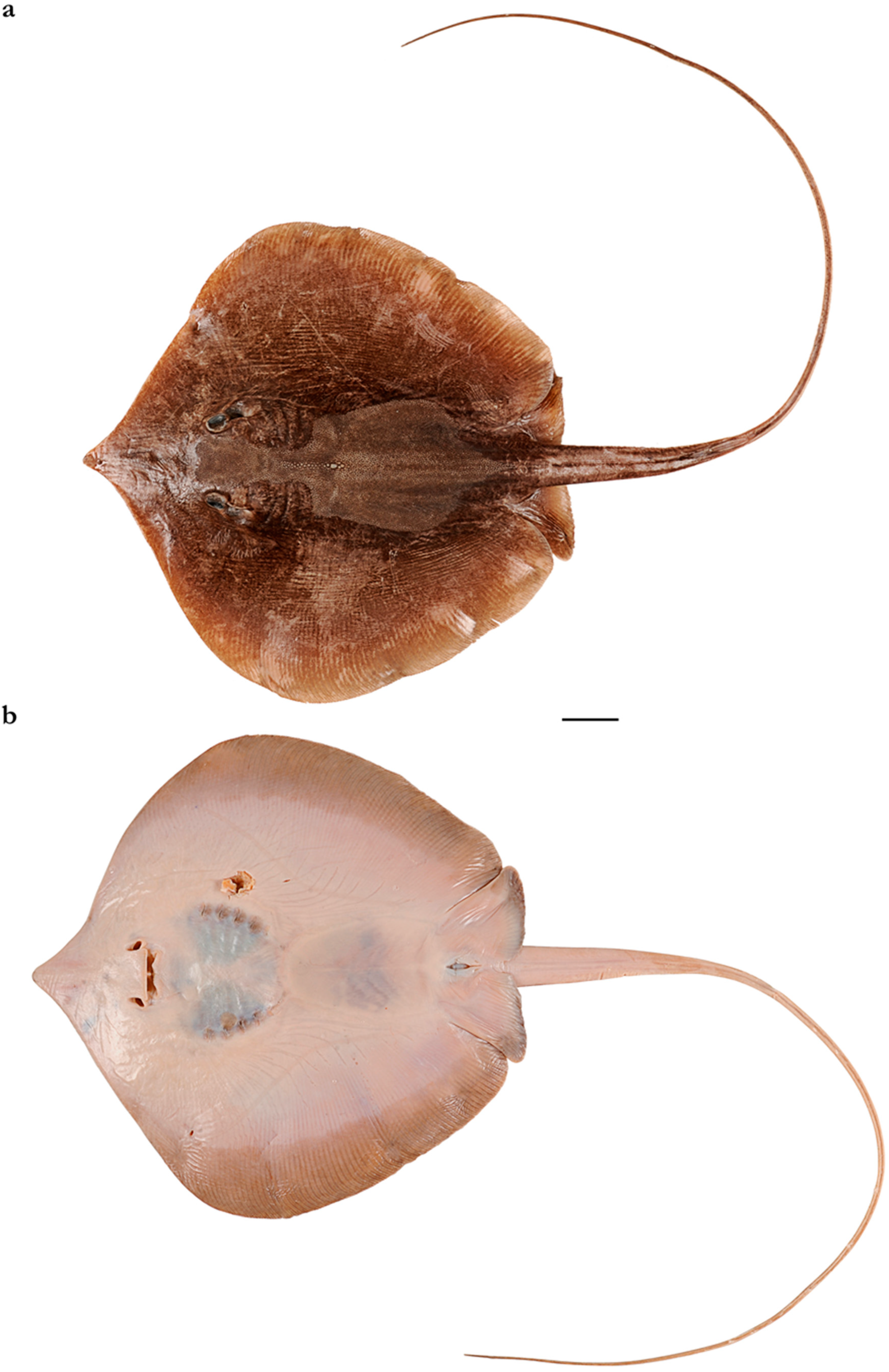 Diversity 15 01213 g031