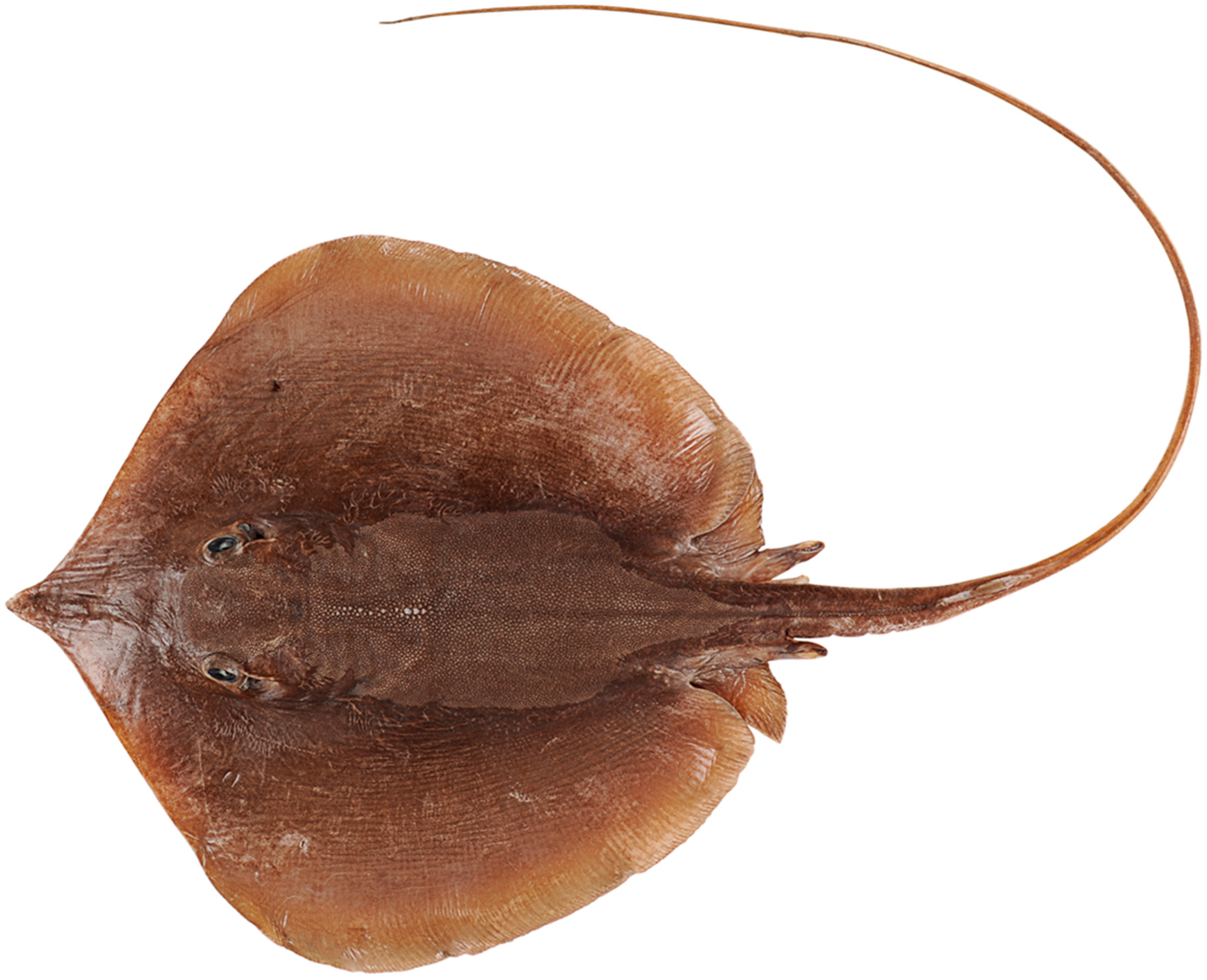 Diversity 15 01213 g032