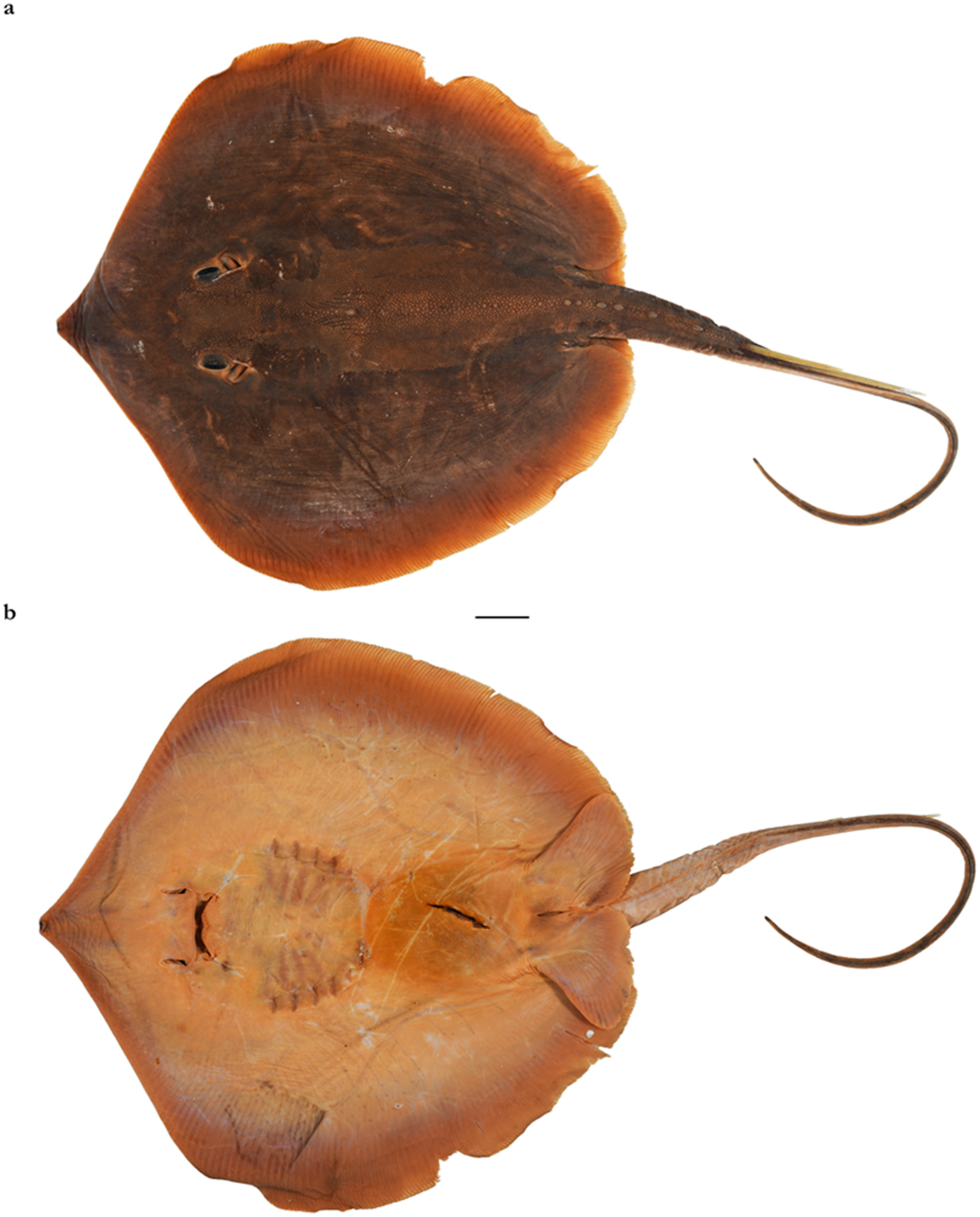 Diversity 15 01213 g035