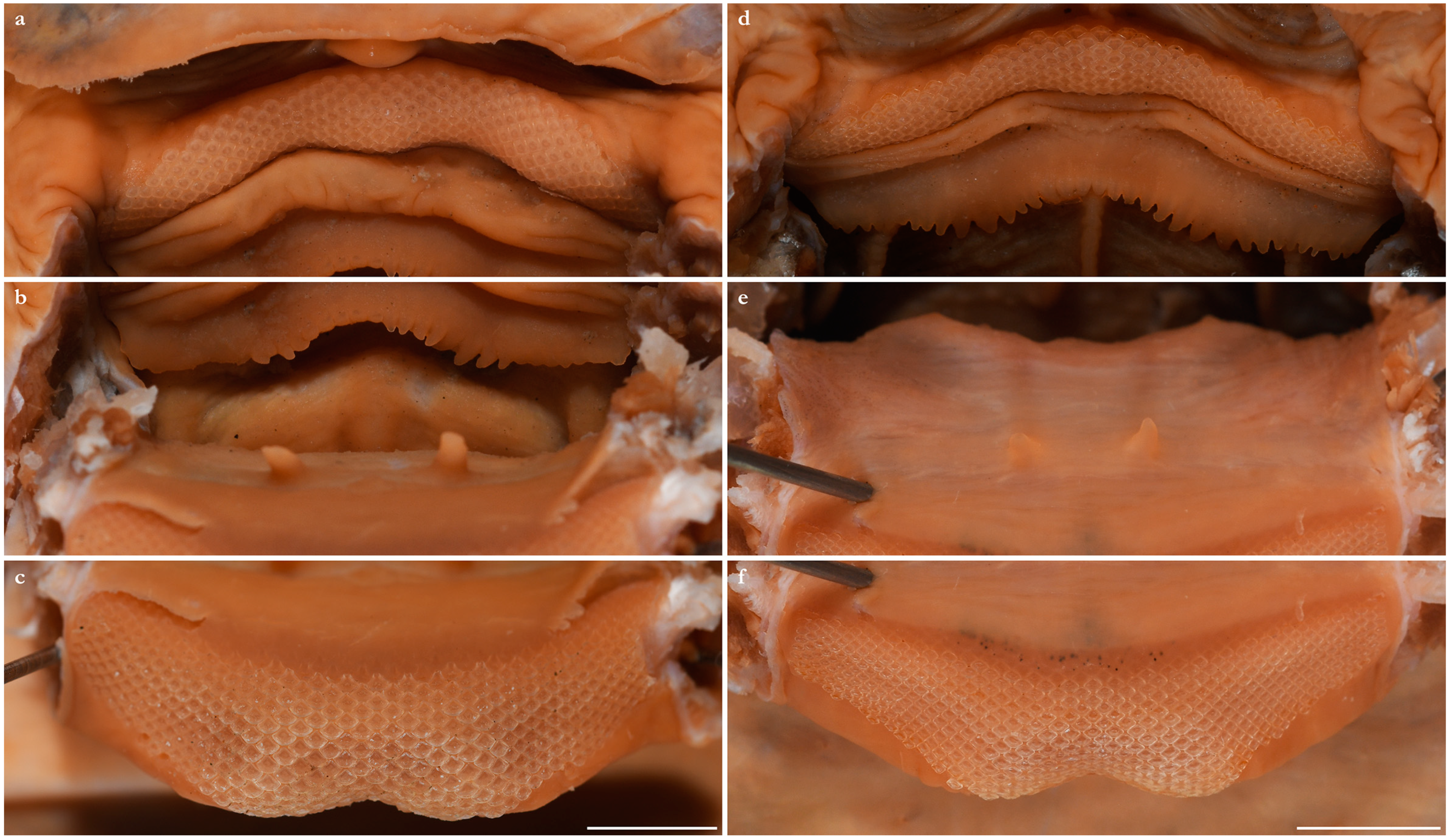 Diversity 15 01213 g036