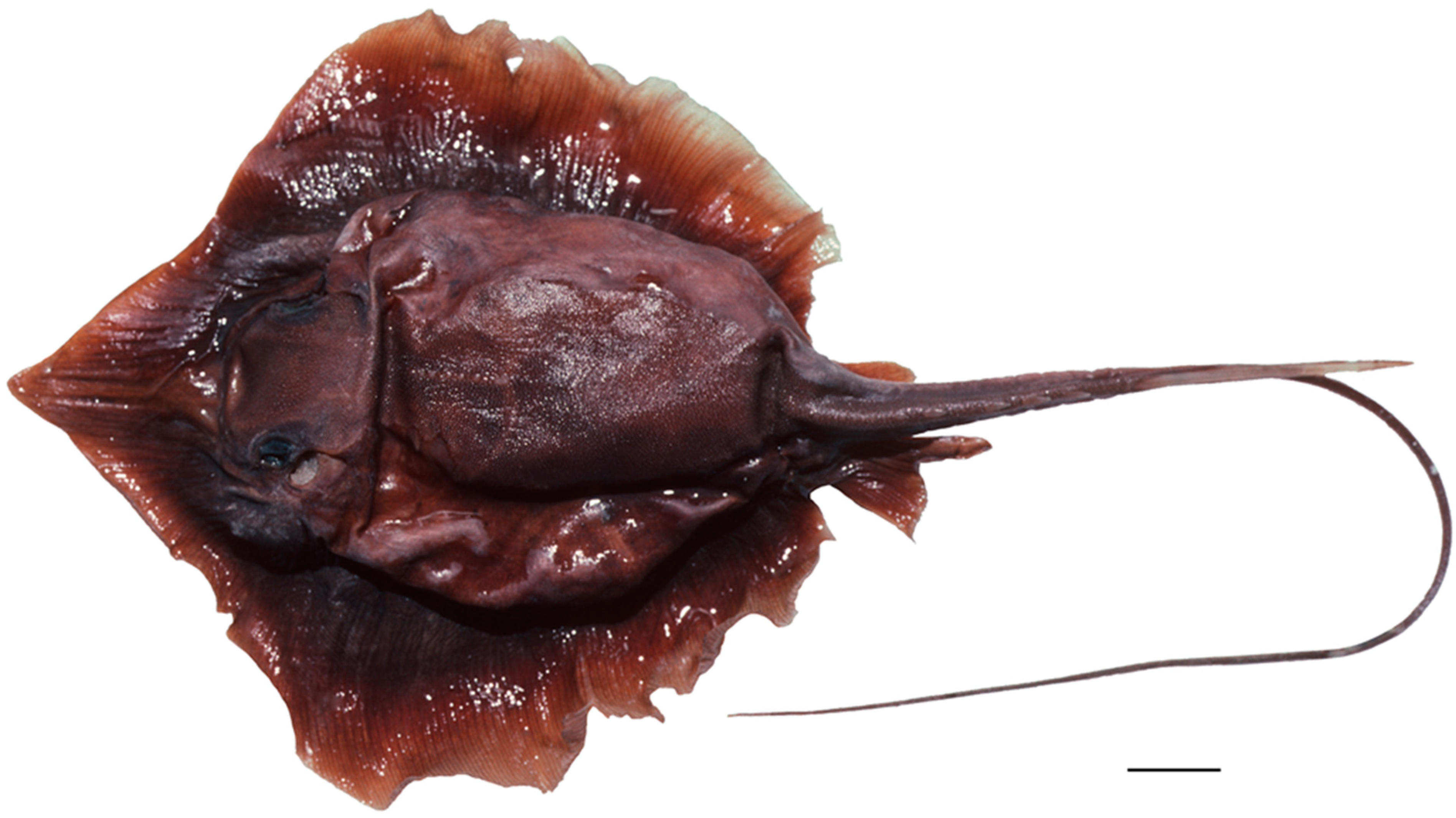 Diversity 15 01213 g037