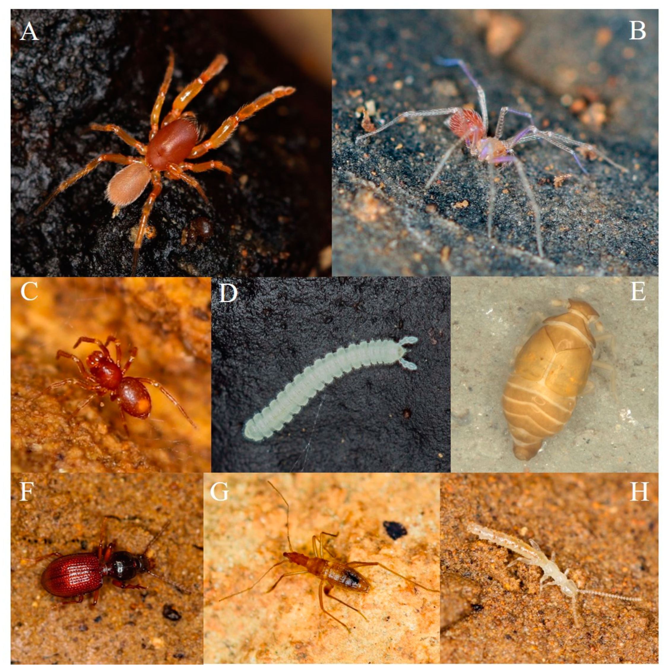 Diversity 15 01215 g002 Diversity 15 01215 g002