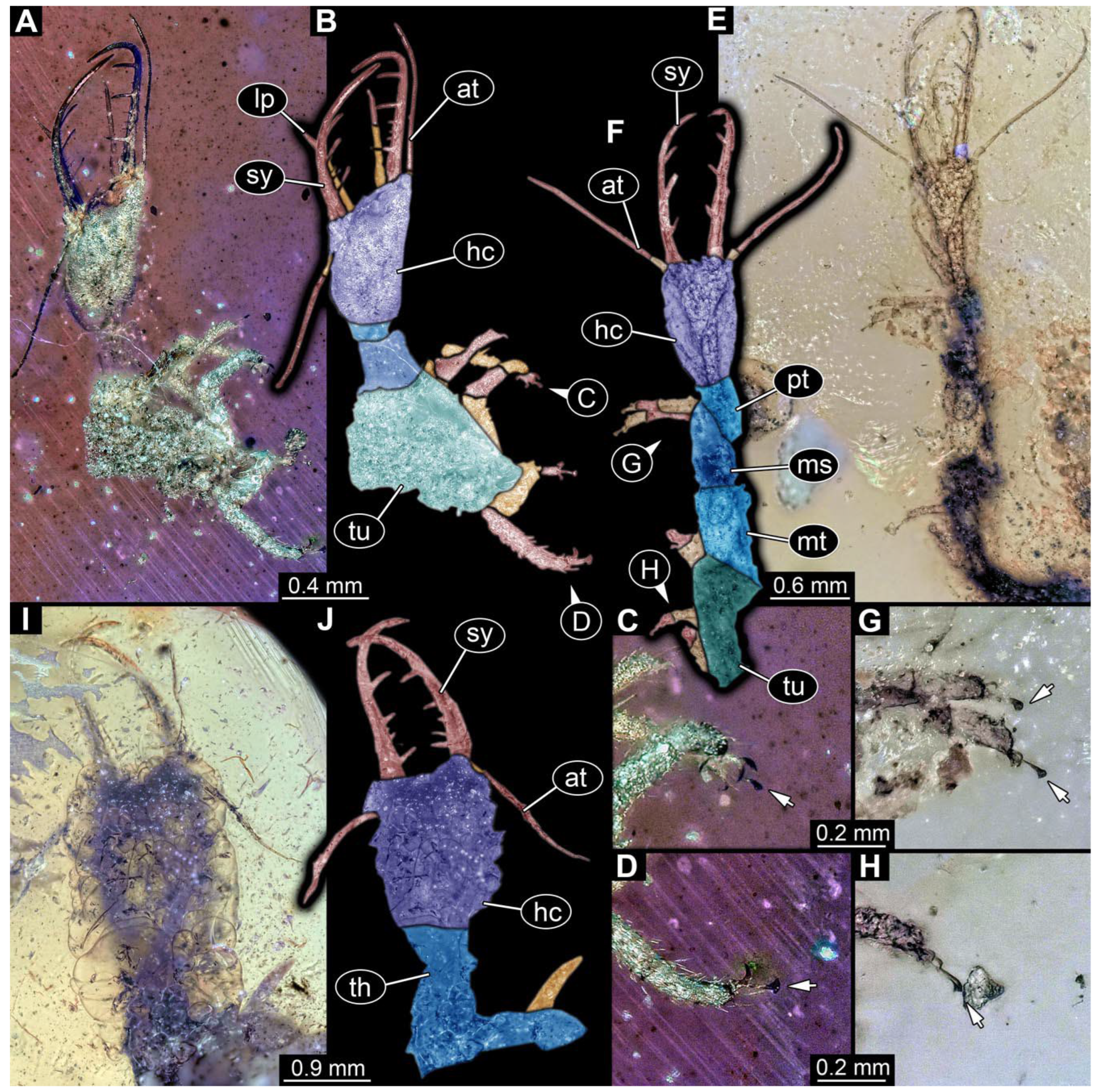 Diversity | Free Full-Text | The Diversity of Larvae with Multi