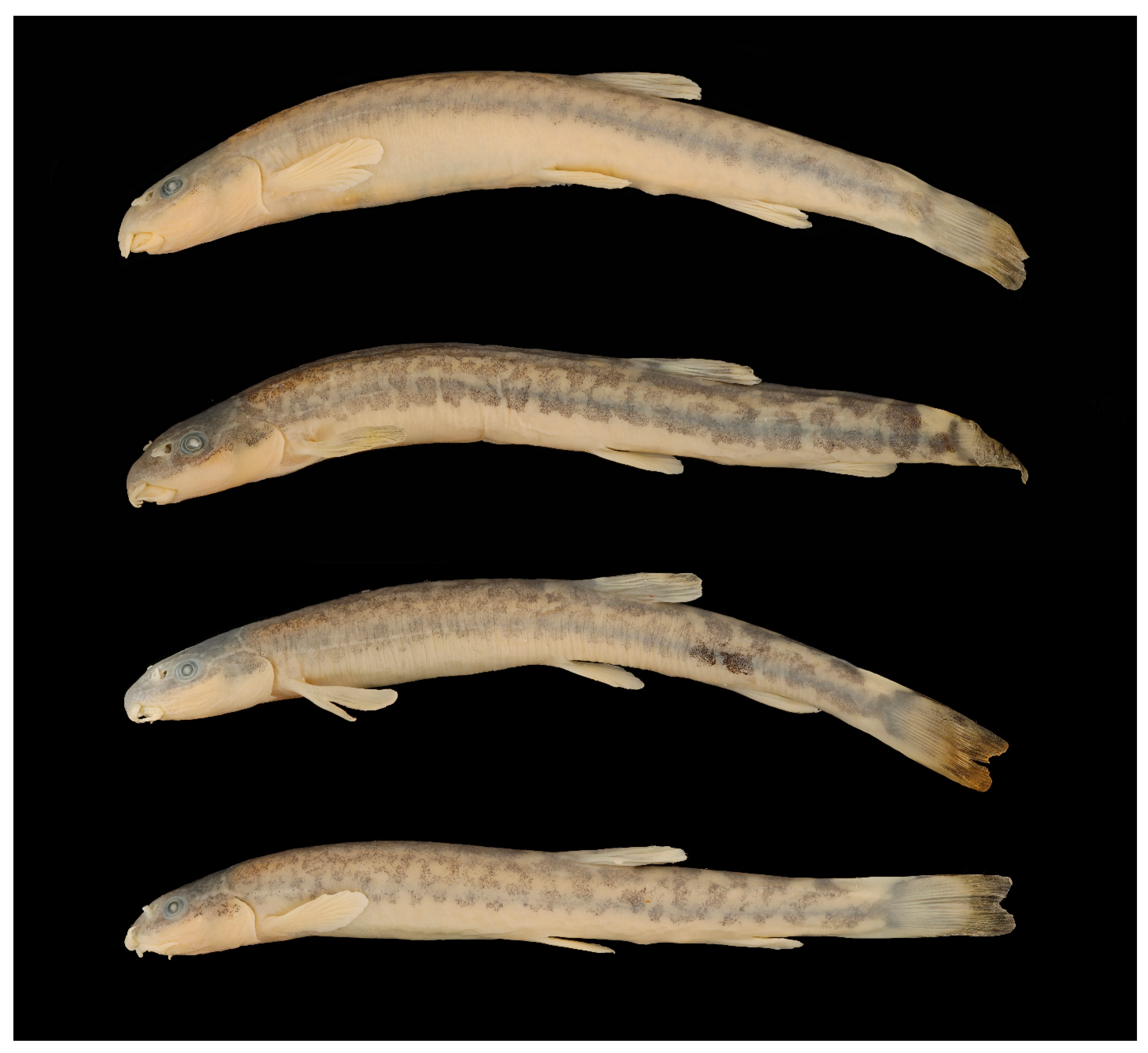 Diversity 15 01222 g005