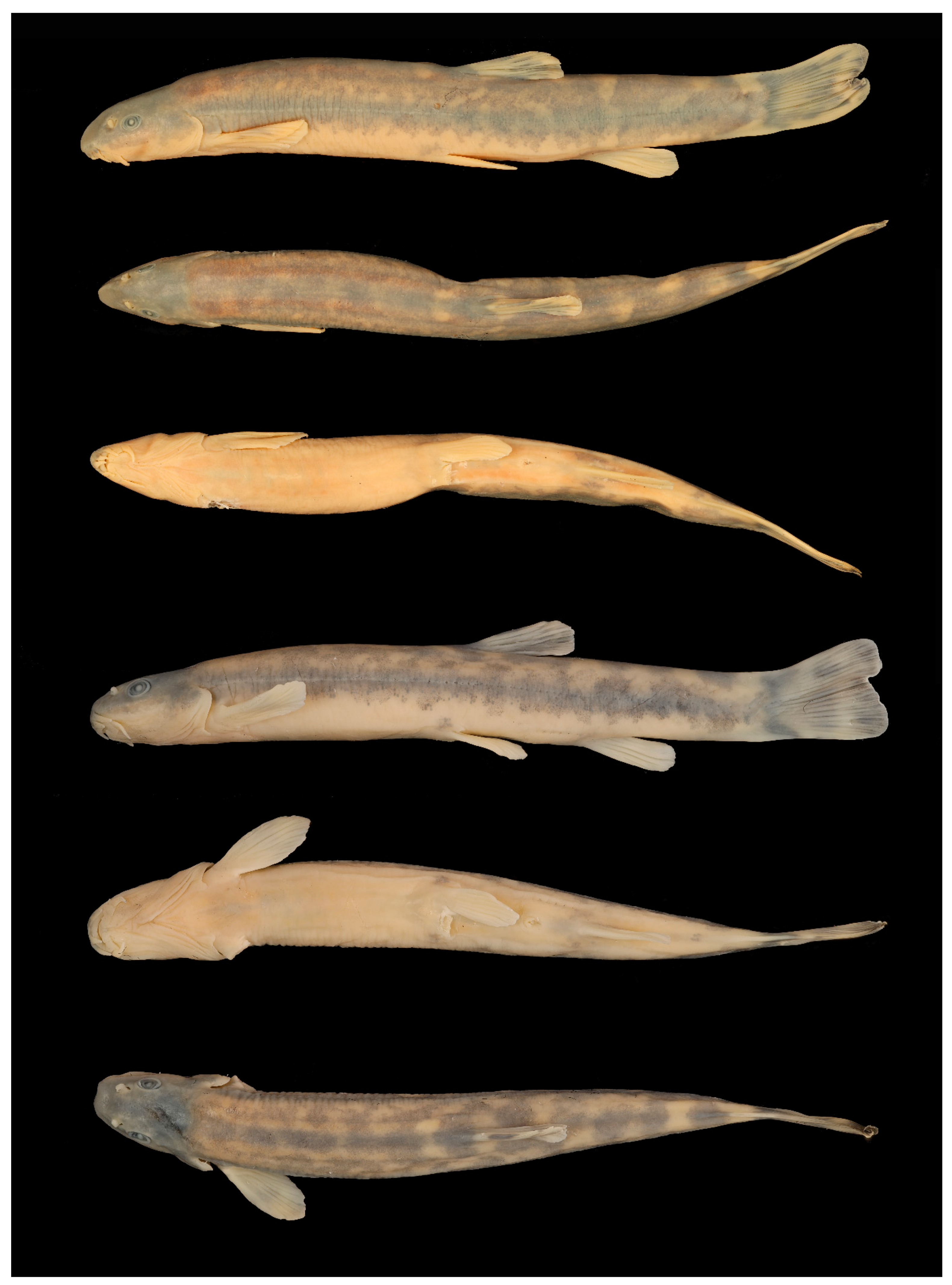 Diversity 15 01222 g008