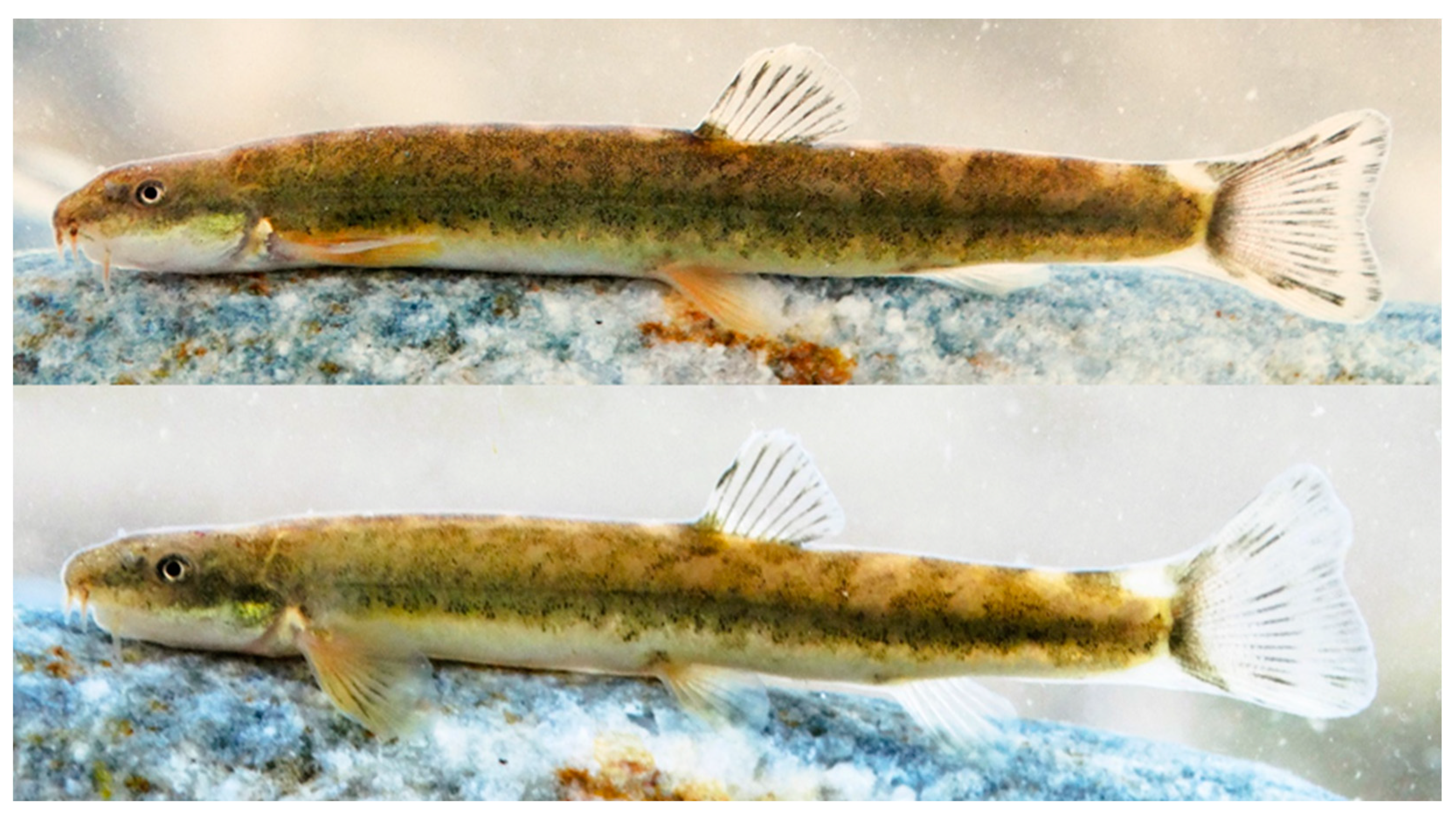 Diversity 15 01222 g009