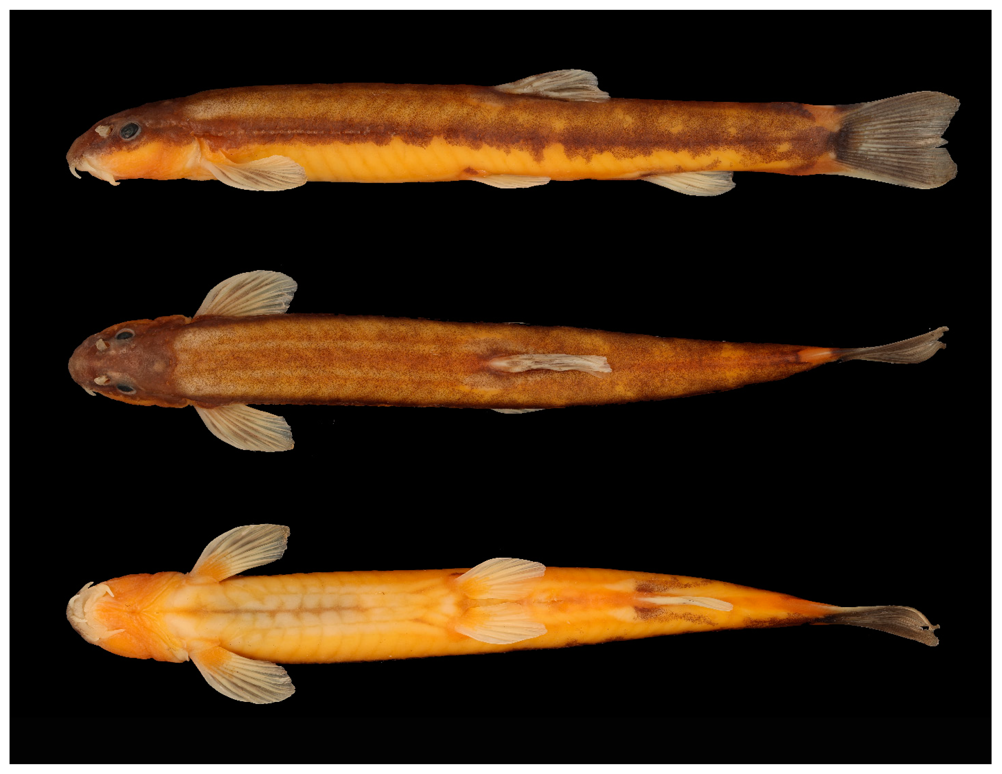 Diversity 15 01222 g011