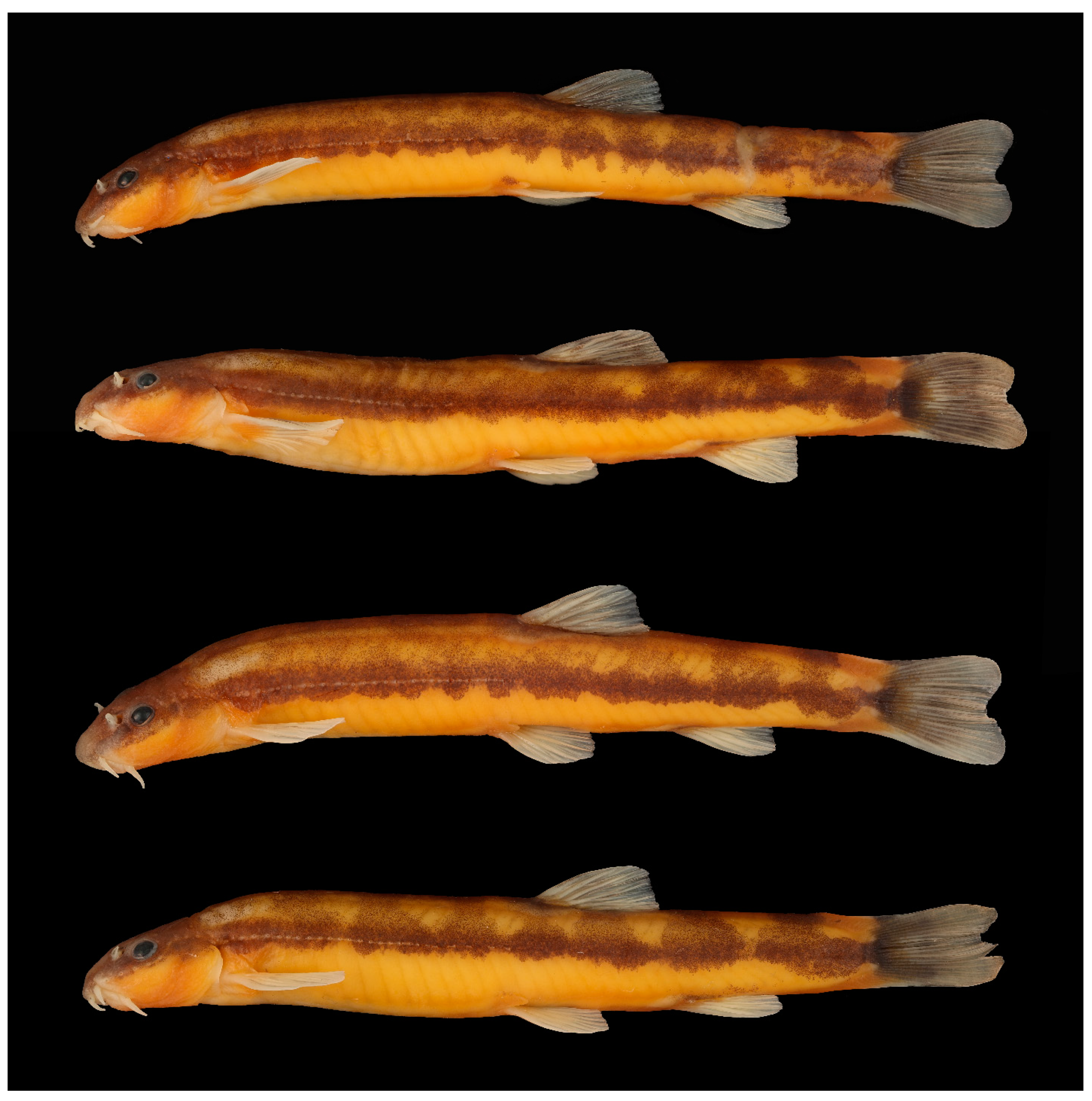 Diversity 15 01222 g012