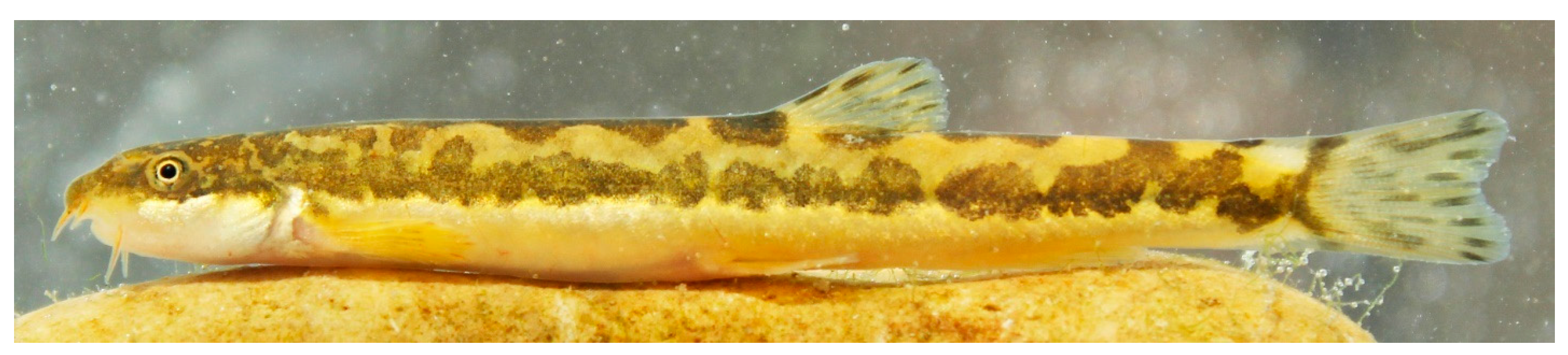 Diversity 15 01222 g016