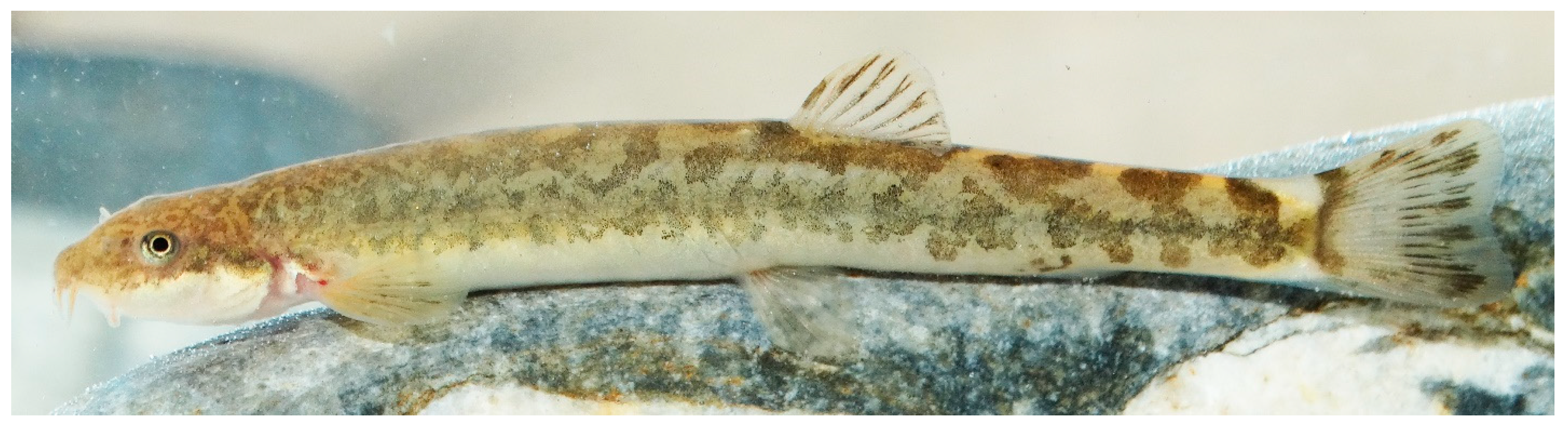 Diversity 15 01222 g017