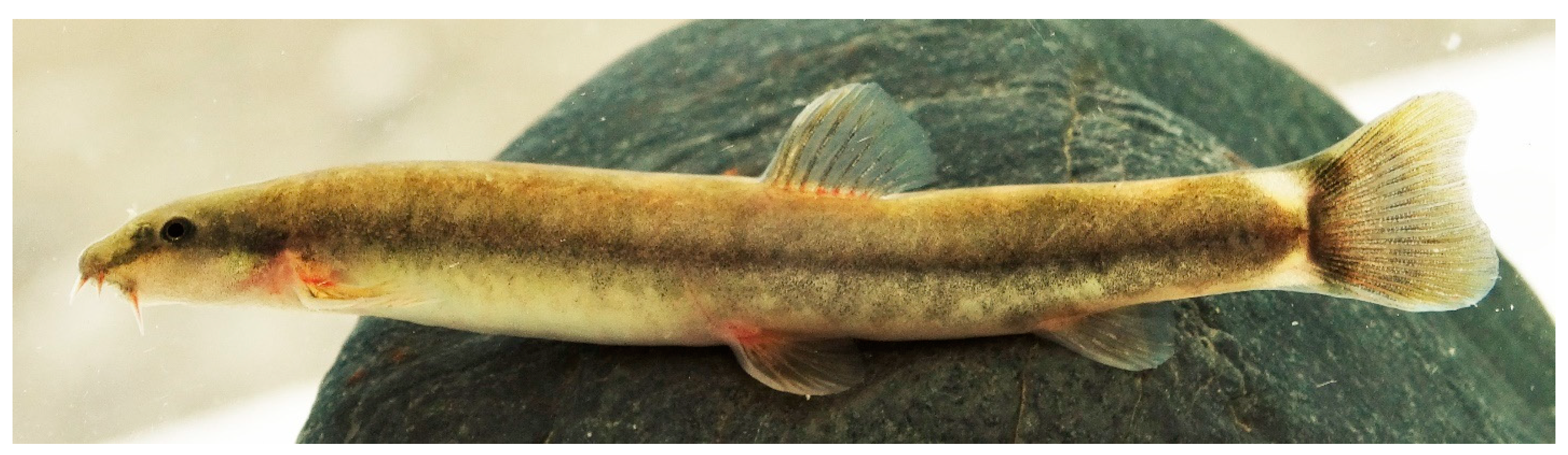 Diversity 15 01222 g018