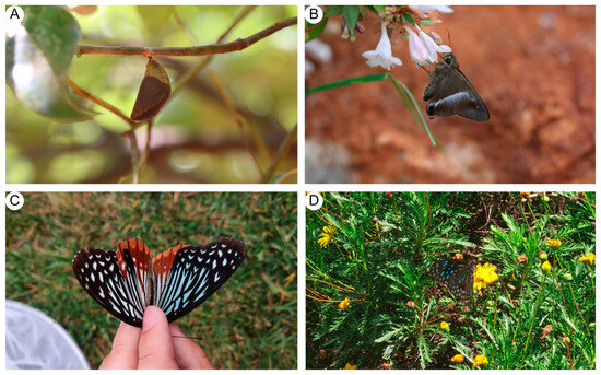 Butterfly Diversity in a Rapidly Developing Urban Area: A