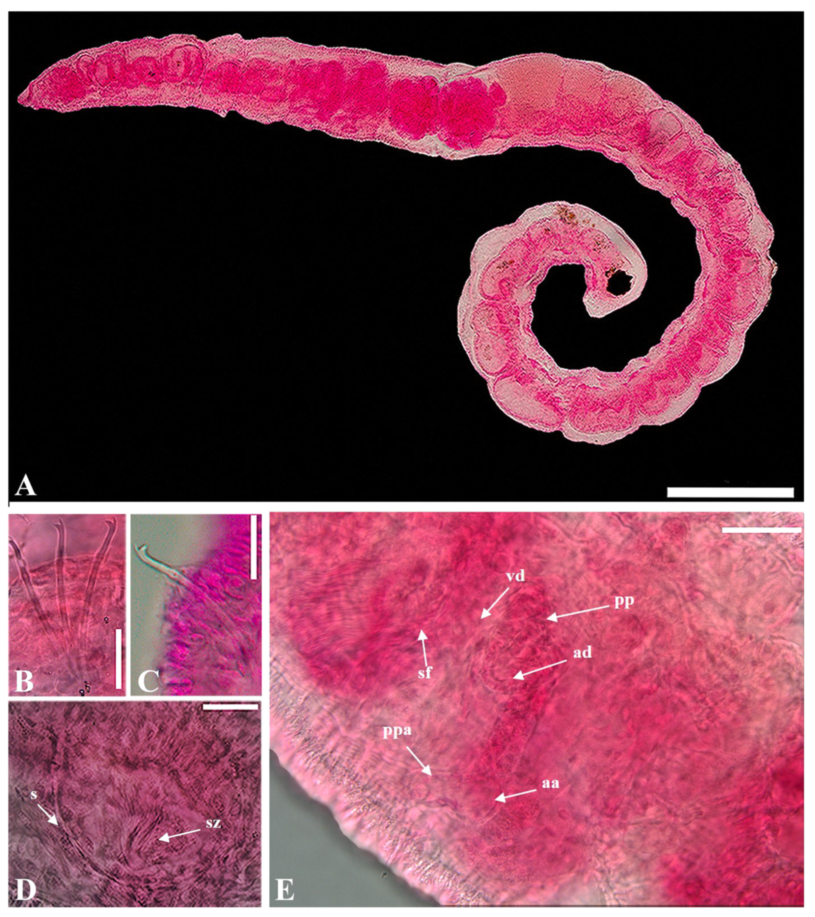 Diversity 16 00007 g002 Diversity 16 00007 g002