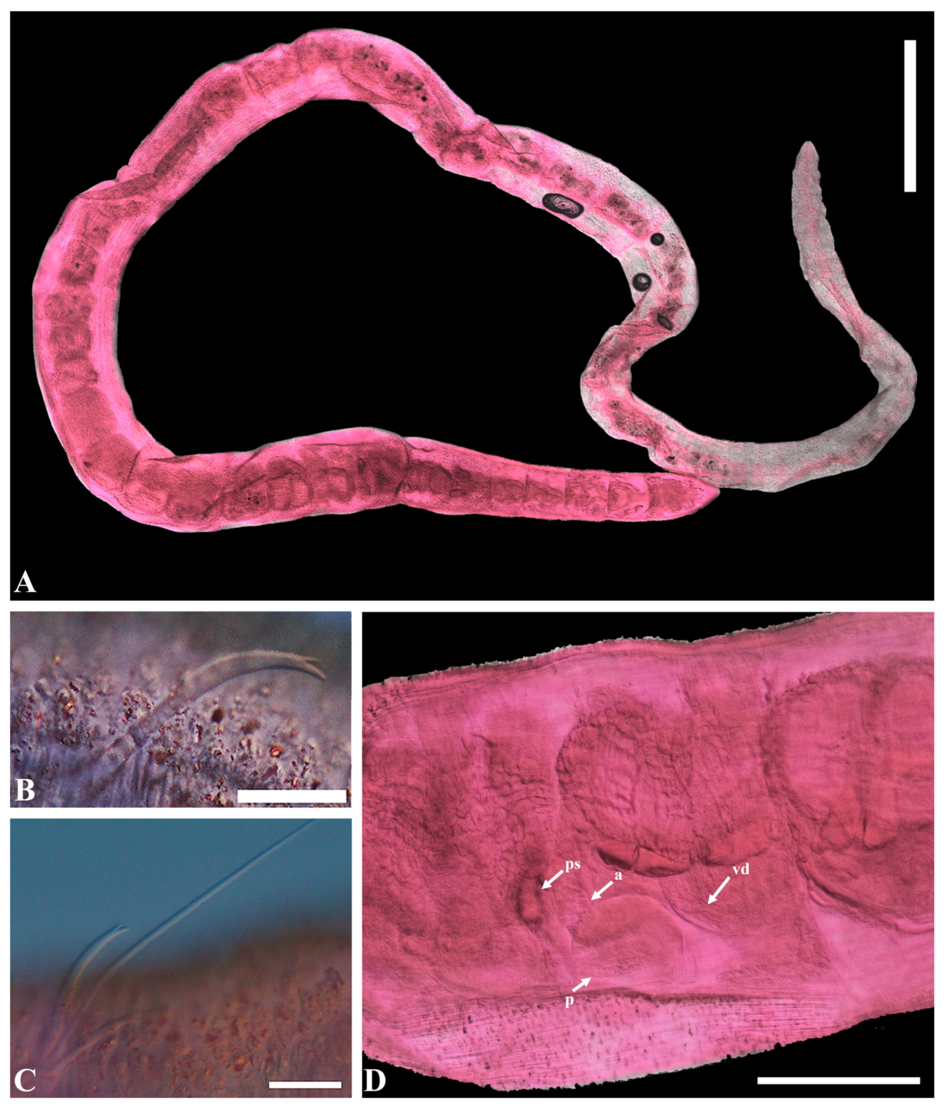 Diversity 16 00007 g004 Diversity 16 00007 g004