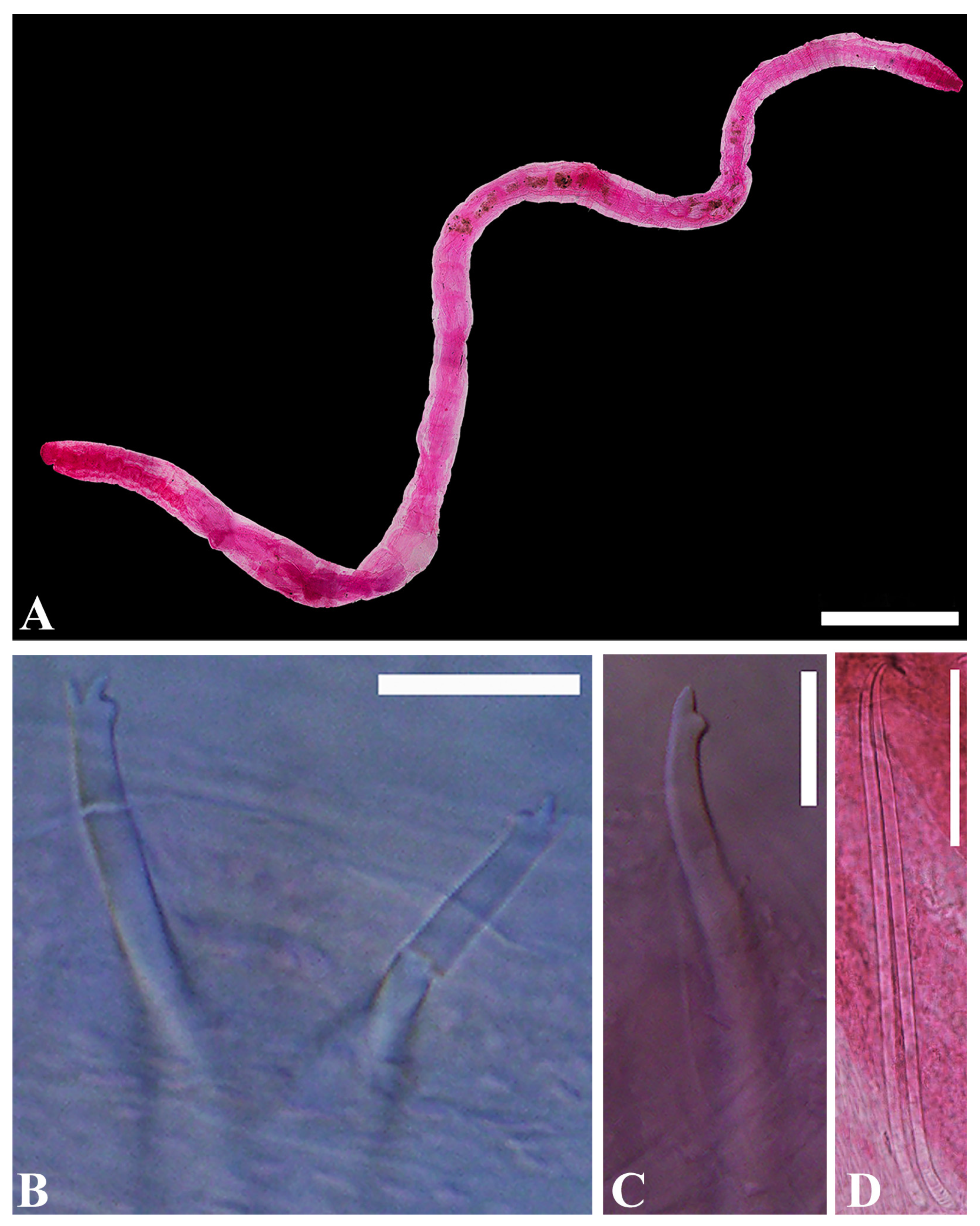 Diversity 16 00007 g005 Diversity 16 00007 g005