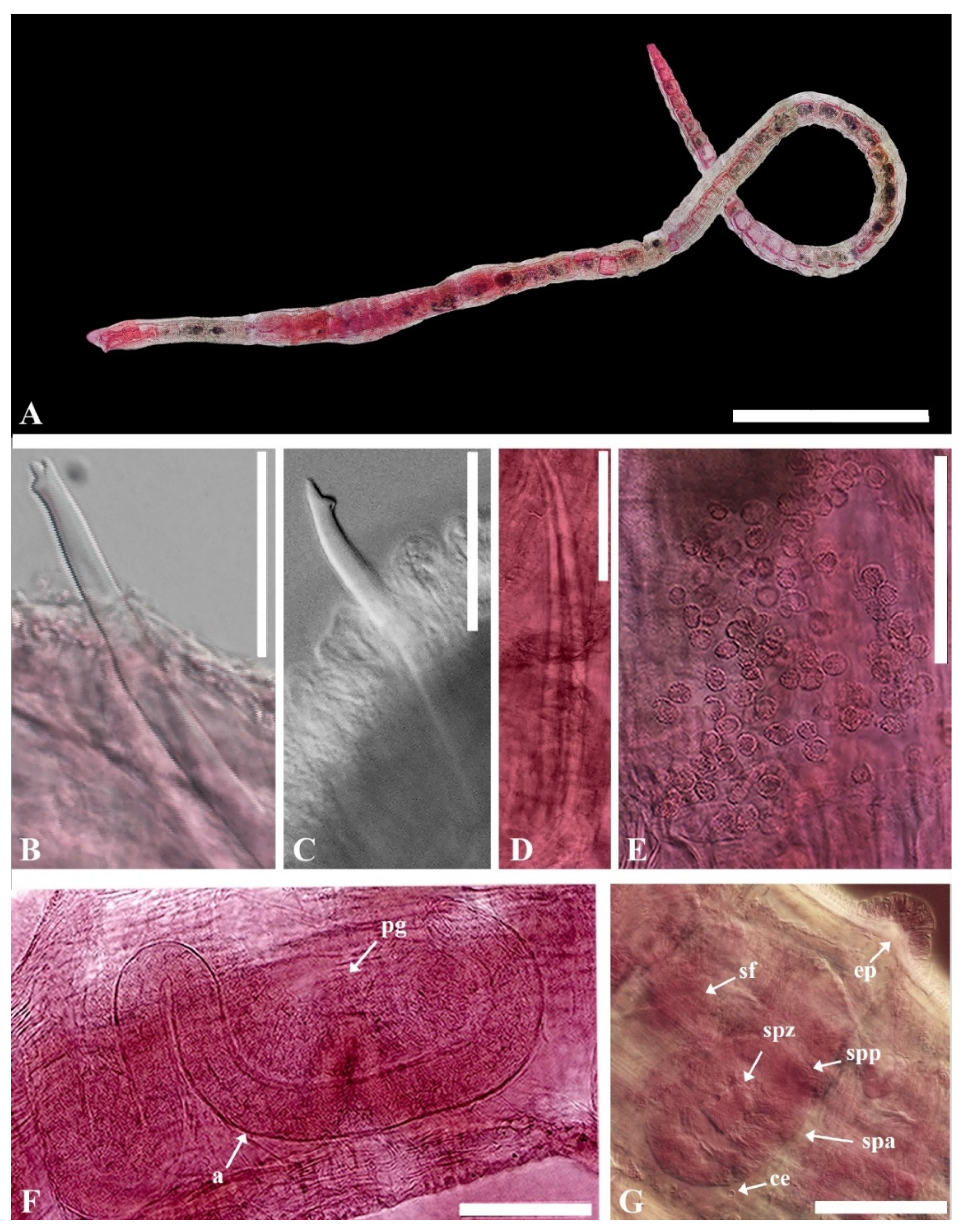 Diversity 16 00007 g006 Diversity 16 00007 g006