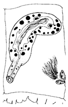 Diversity 16 00007 i011 Diversity 16 00007 i011