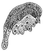 Diversity 16 00007 i012 Diversity 16 00007 i012