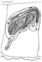 Diversity 16 00007 i014 Diversity 16 00007 i014