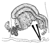 Diversity 16 00007 i019 Diversity 16 00007 i019