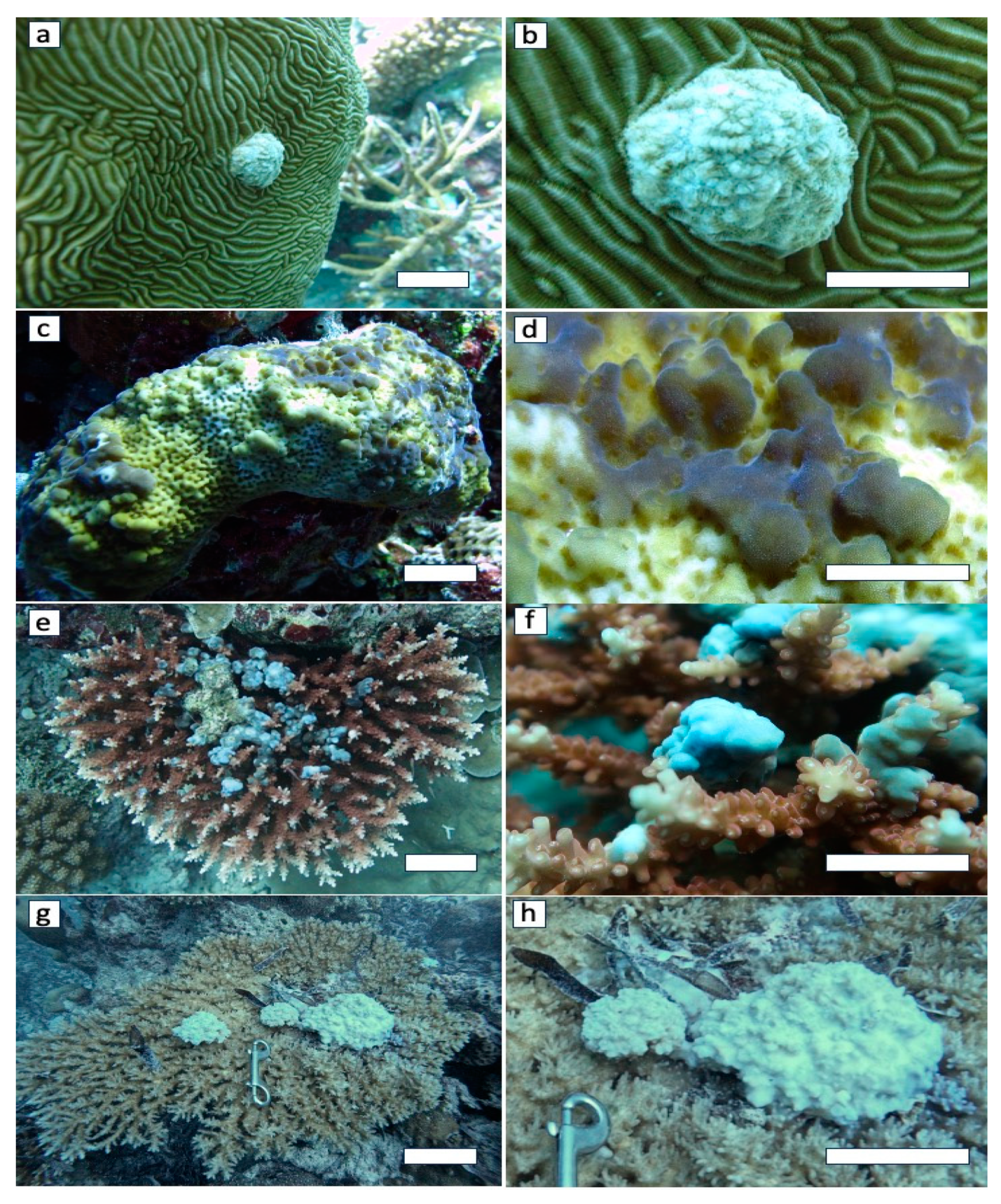 Diversity 16 00015 g001 Diversity 16 00015 g001