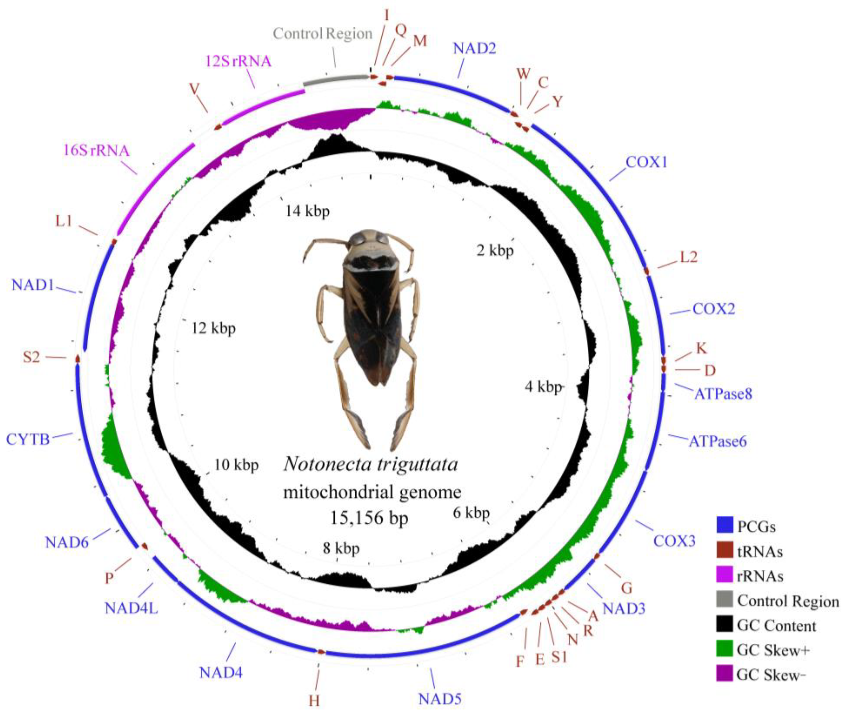 Diversity 16 00016 g001