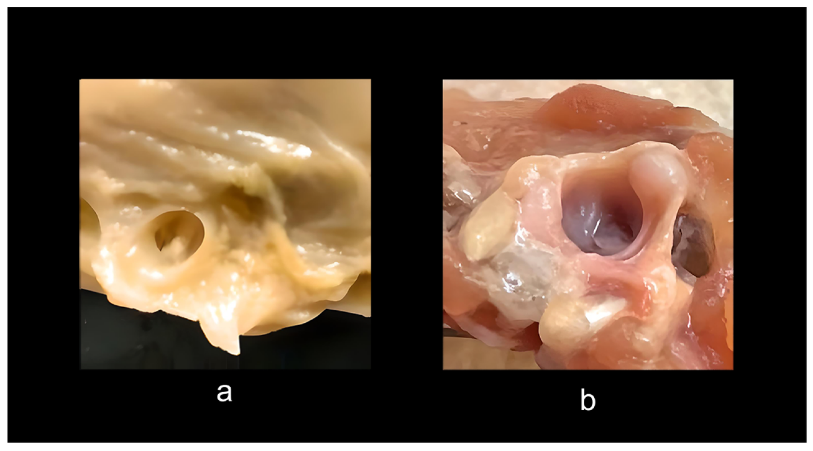 Diversity 16 00020 g004