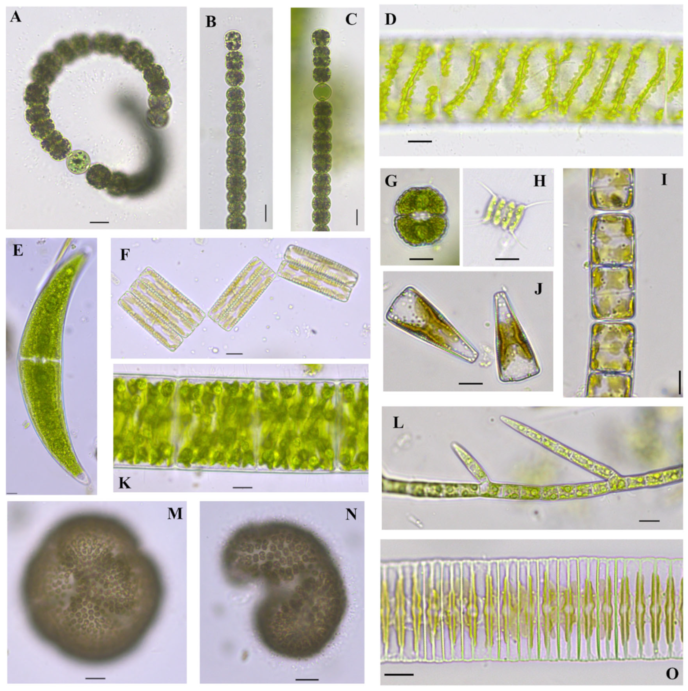 Diversity 16 00021 g002