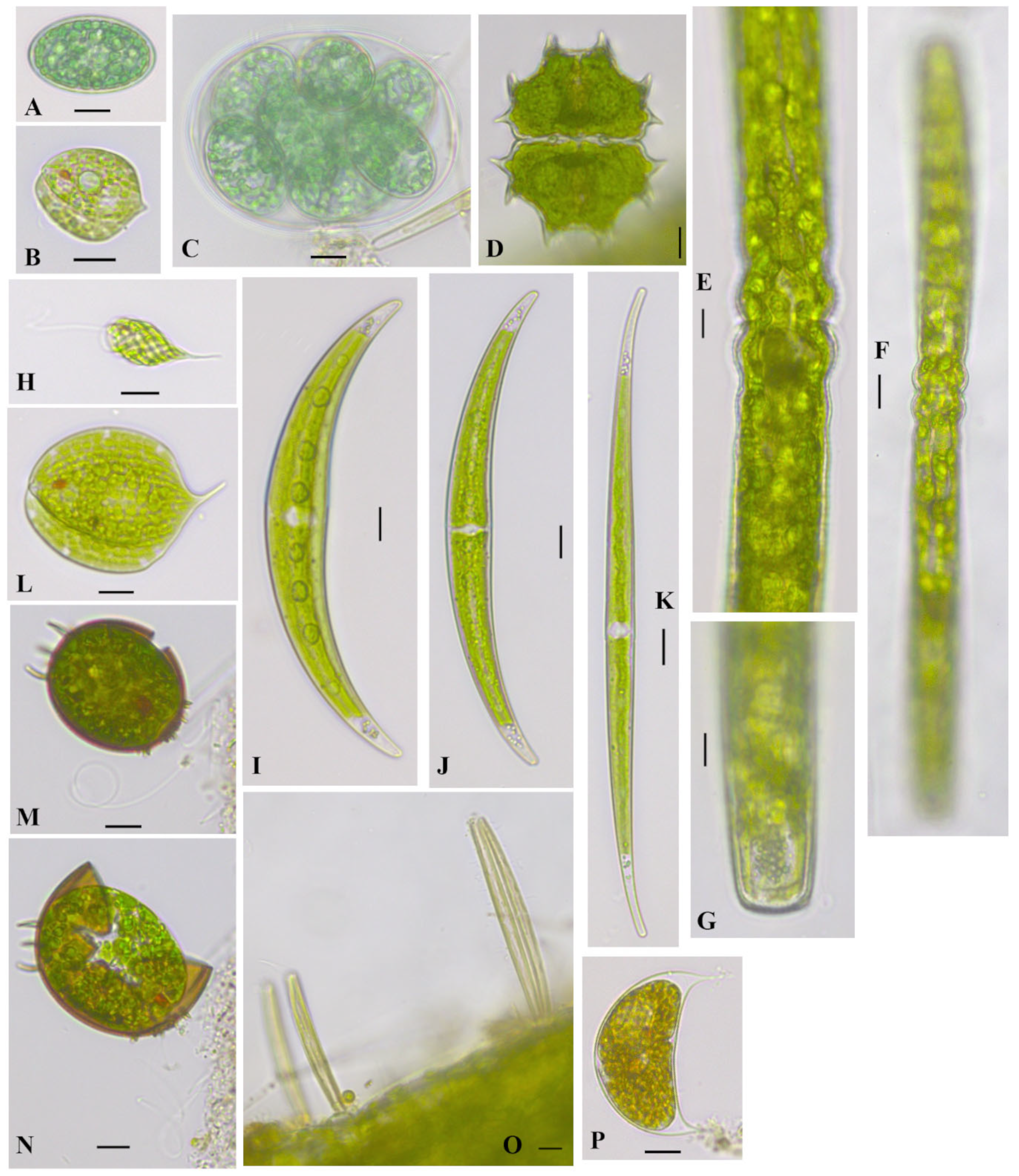 Diversity 16 00021 g004