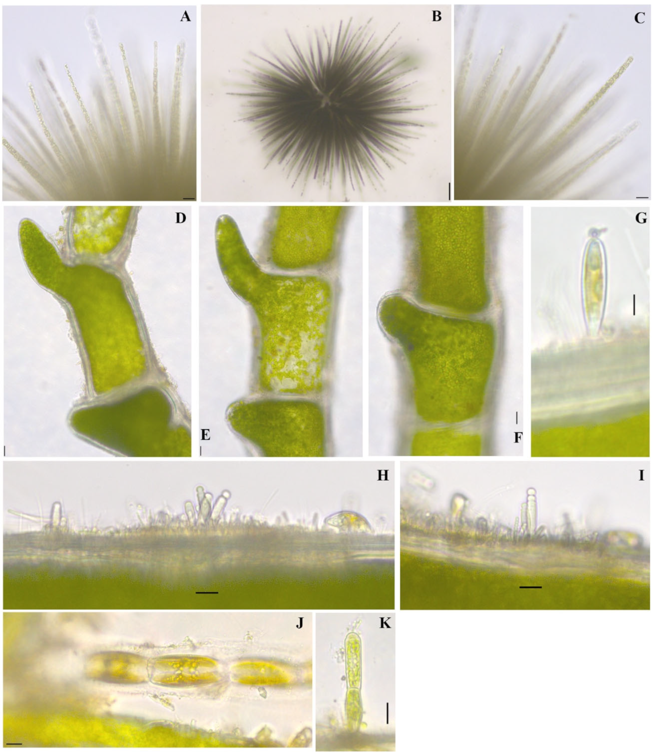 Diversity 16 00021 g005