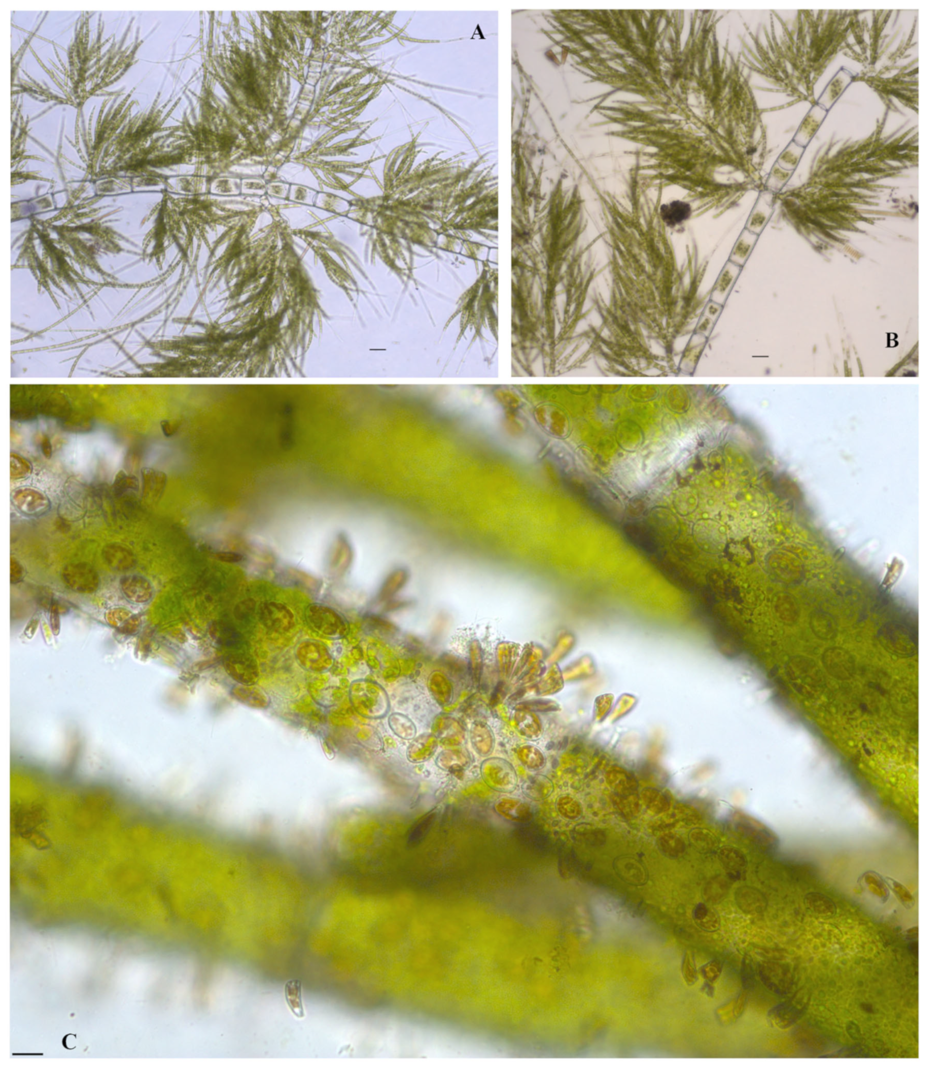 Diversity 16 00021 g006